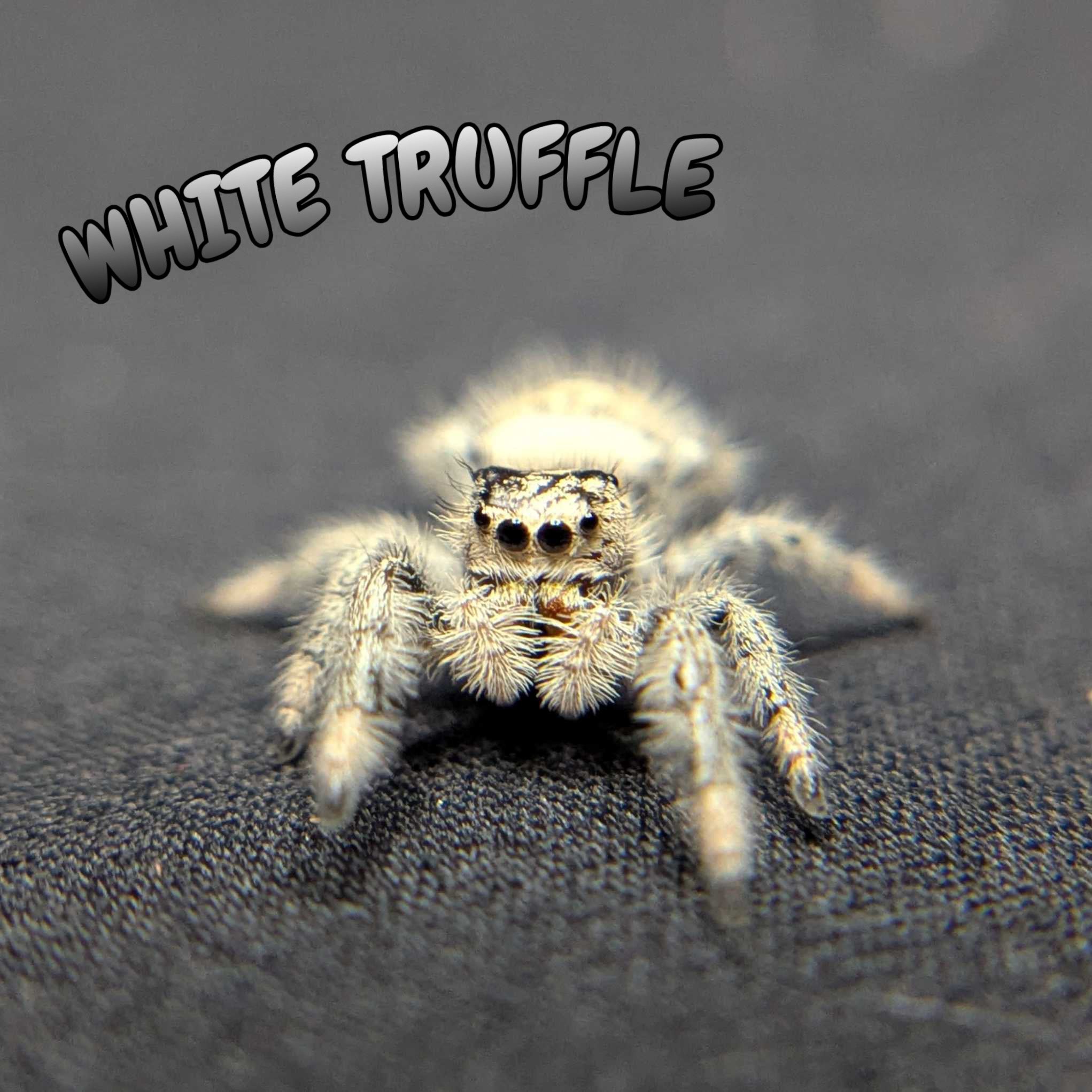 Regal Jumping Spider “White Truffle”
