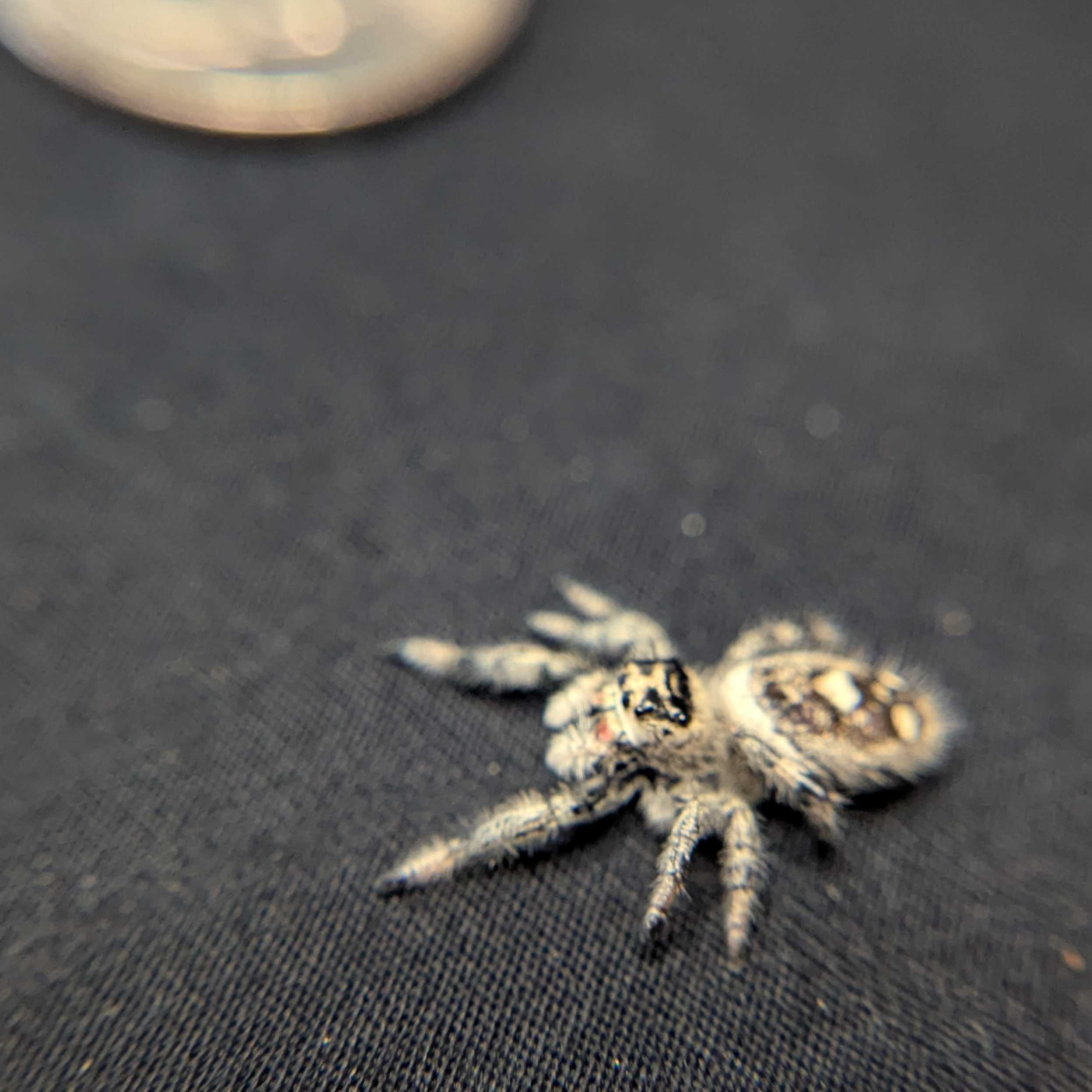 Regal Jumping Spider "Spooky"
