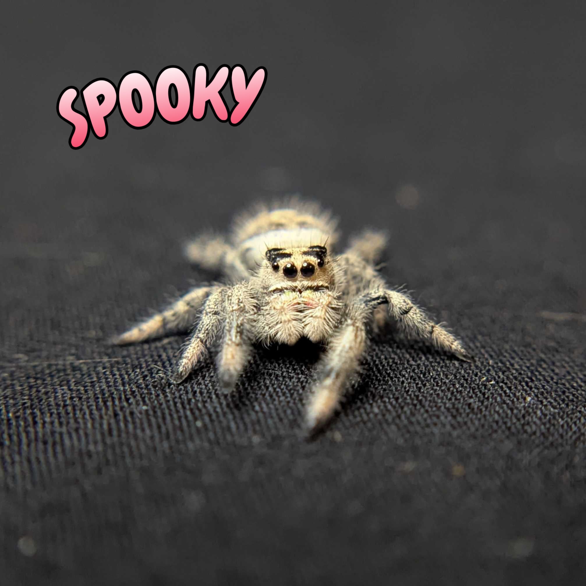 Regal Jumping Spider "Spooky"