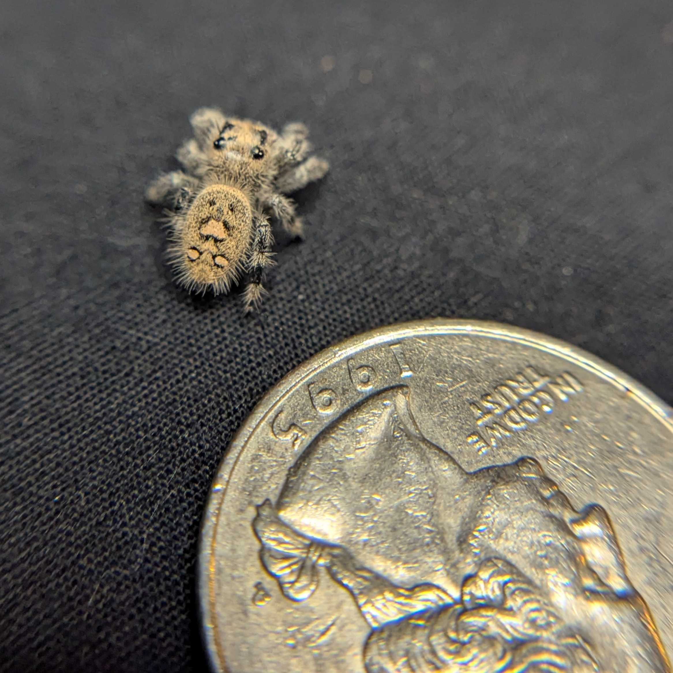 Regal Jumping Spider “Shortbread”