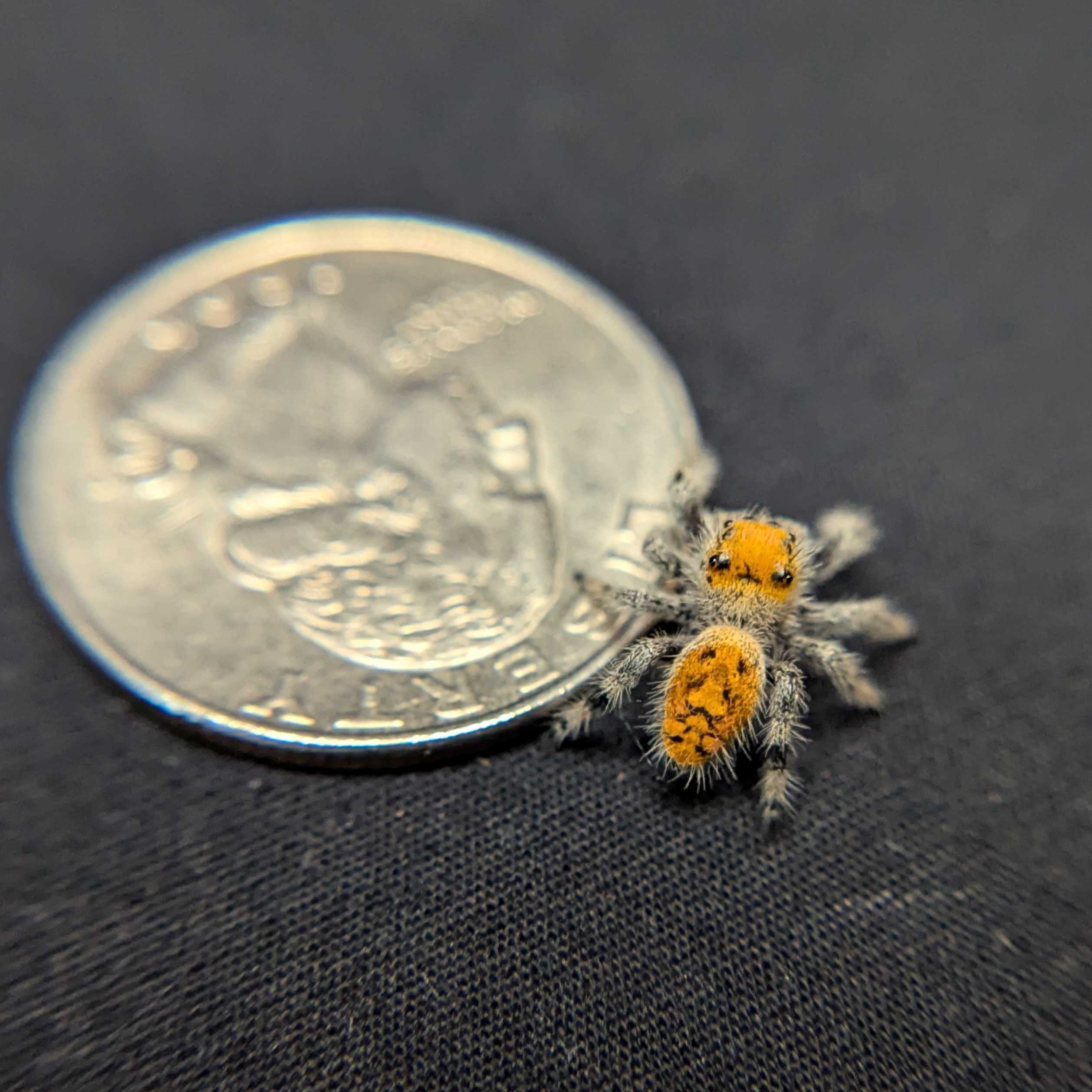 Regal Jumping Spider “Dijon”