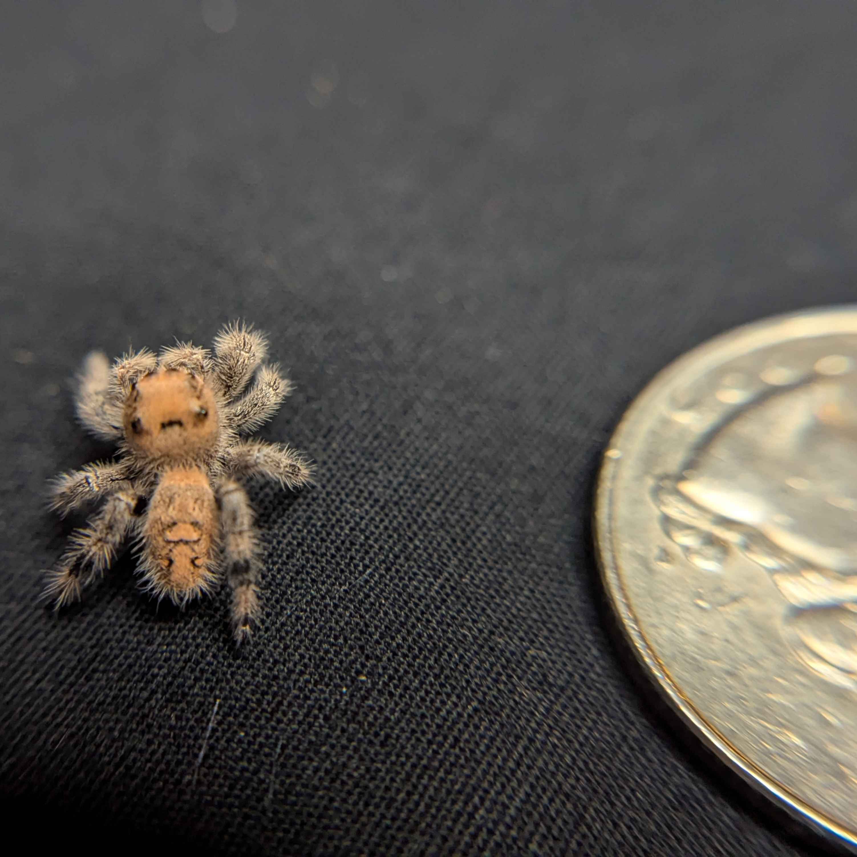 Regal Jumping Spider "Pancake"