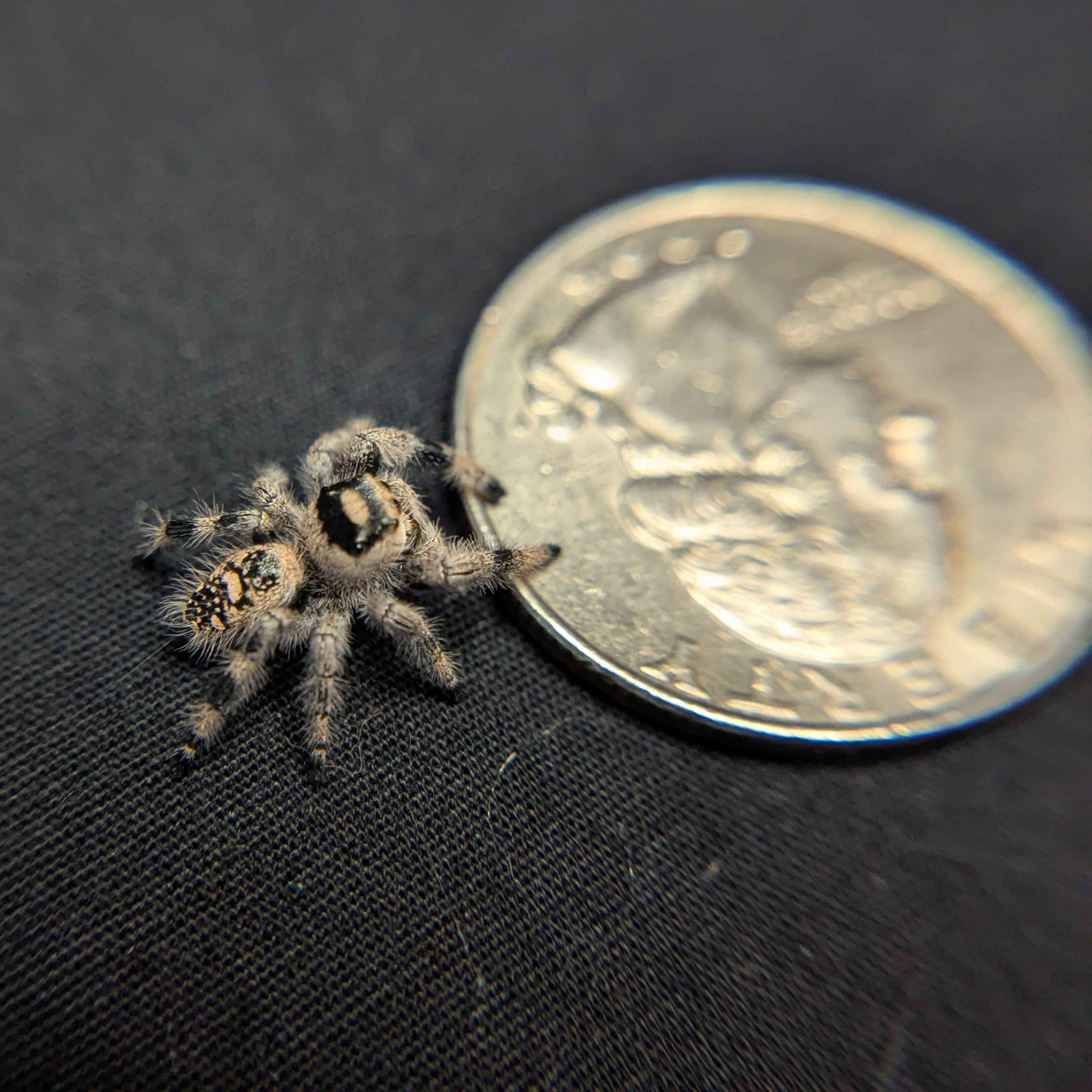 Regal Jumping Spider "Marley"