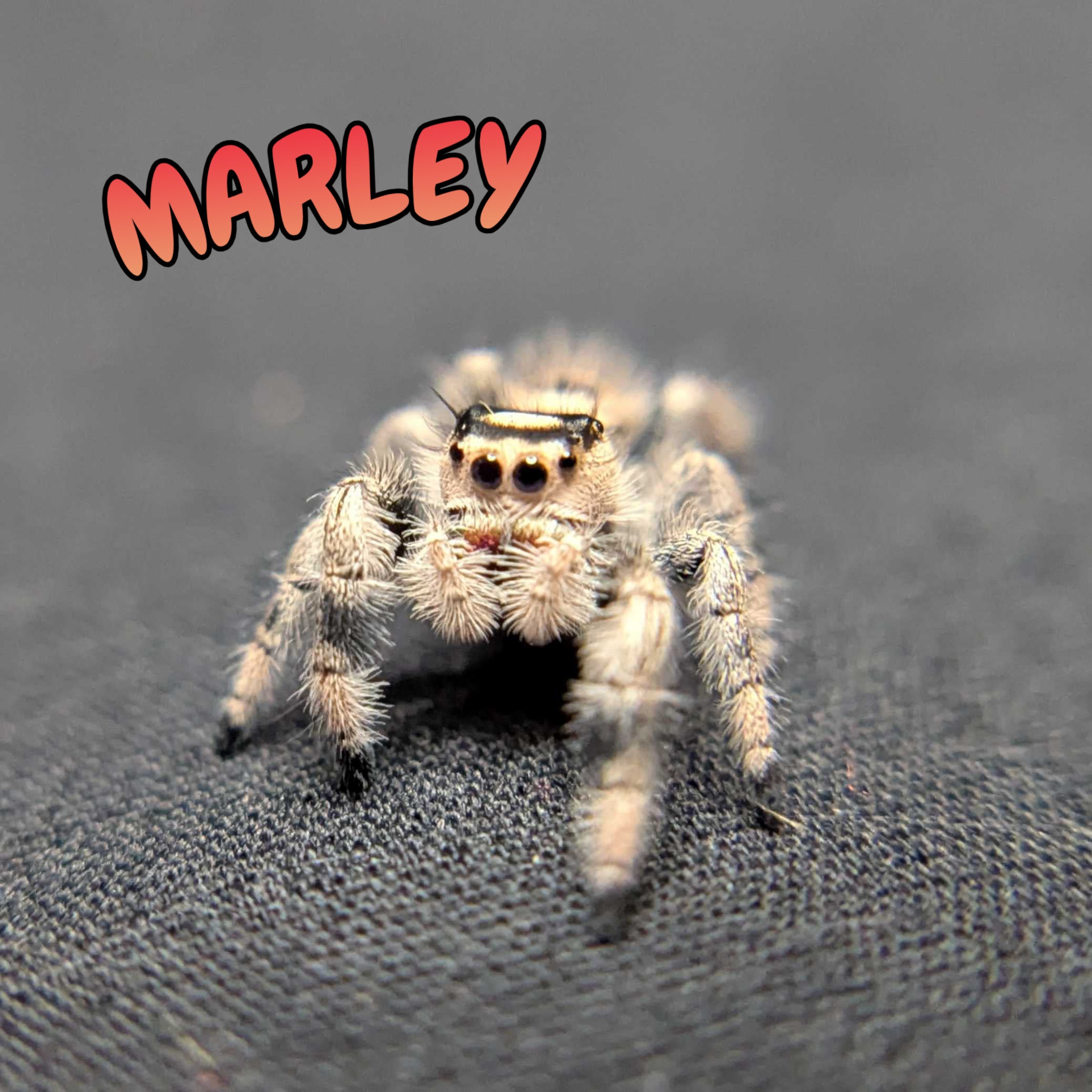 Regal Jumping Spider "Marley"