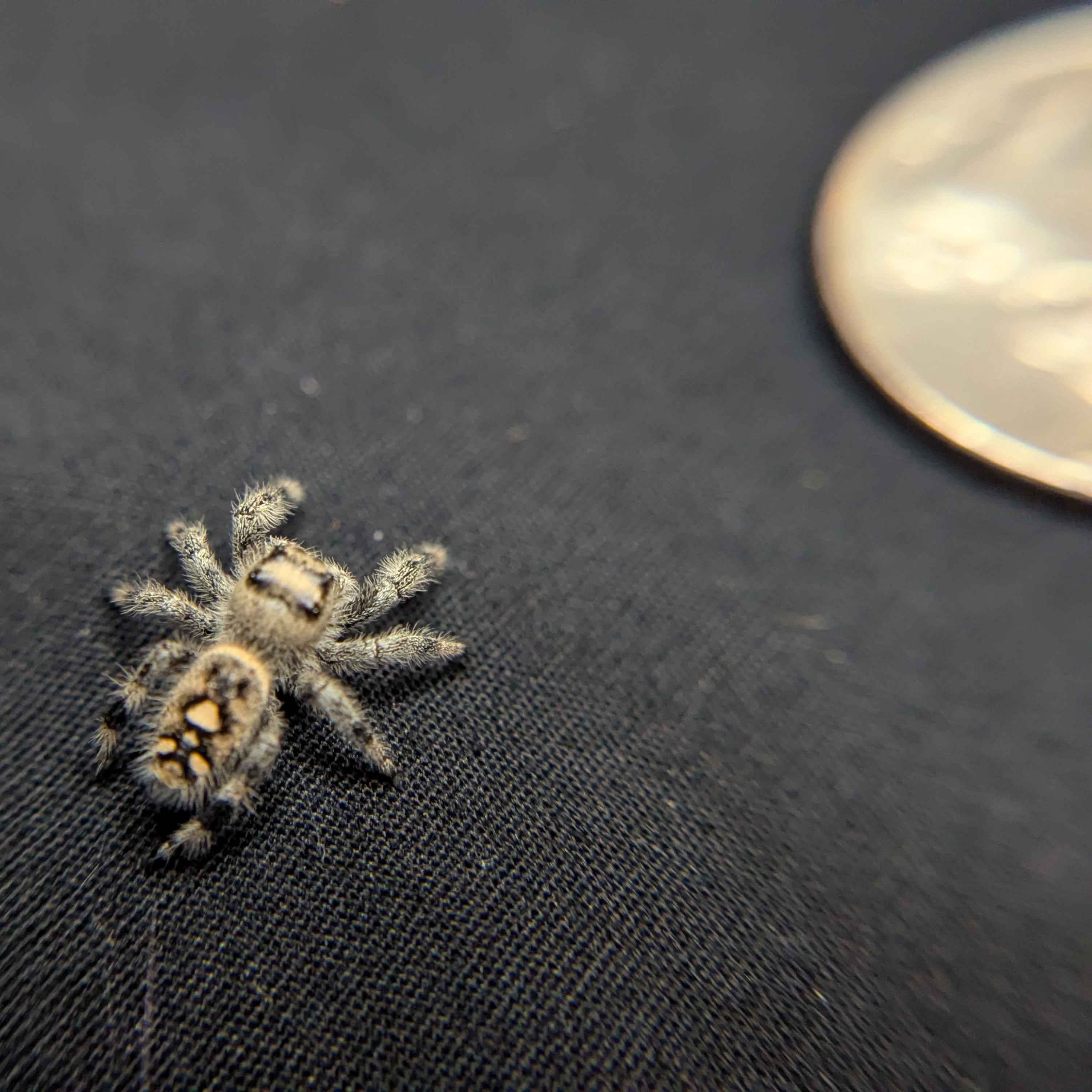 Regal Jumping Spider "Cookie"