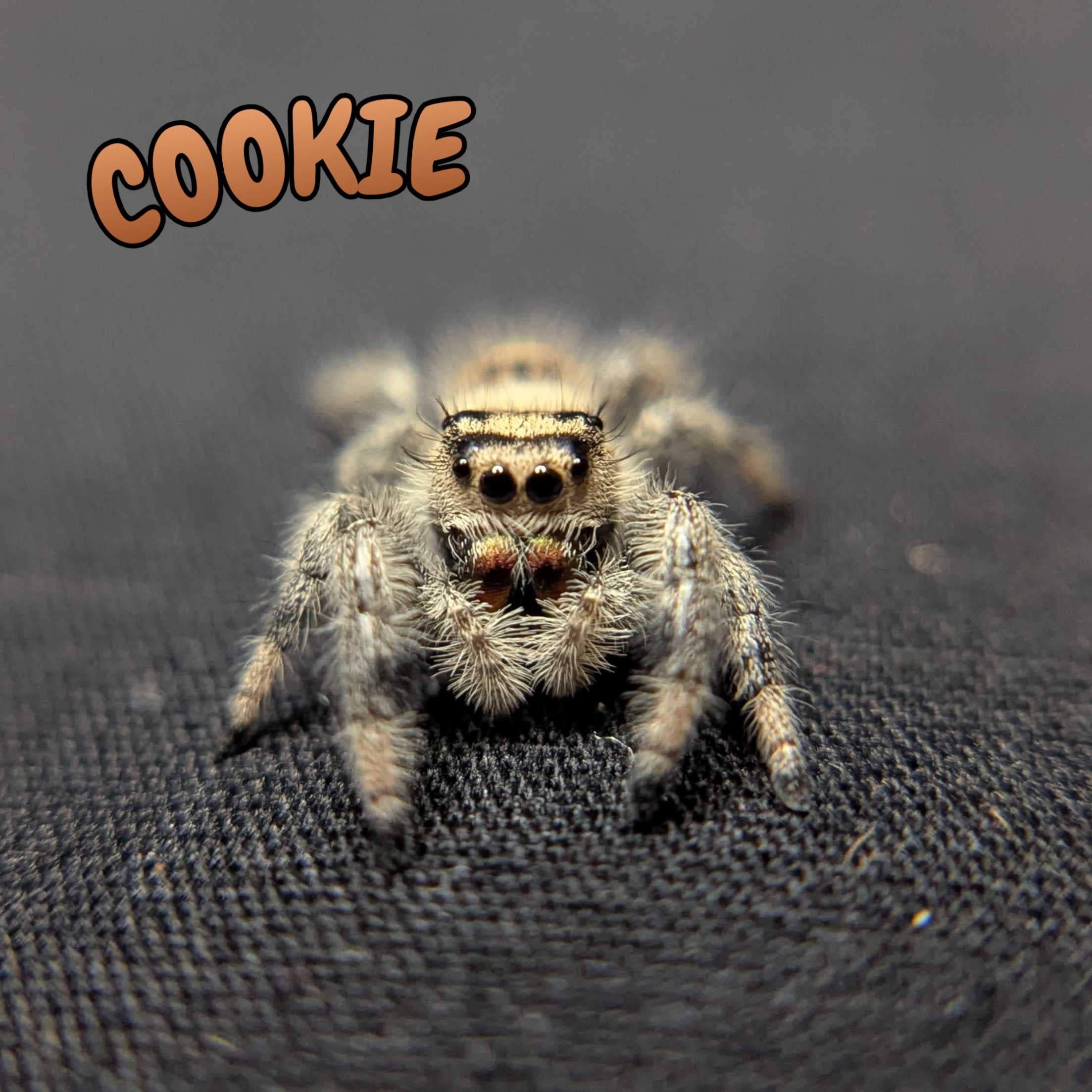 Regal Jumping Spider "Cookie"