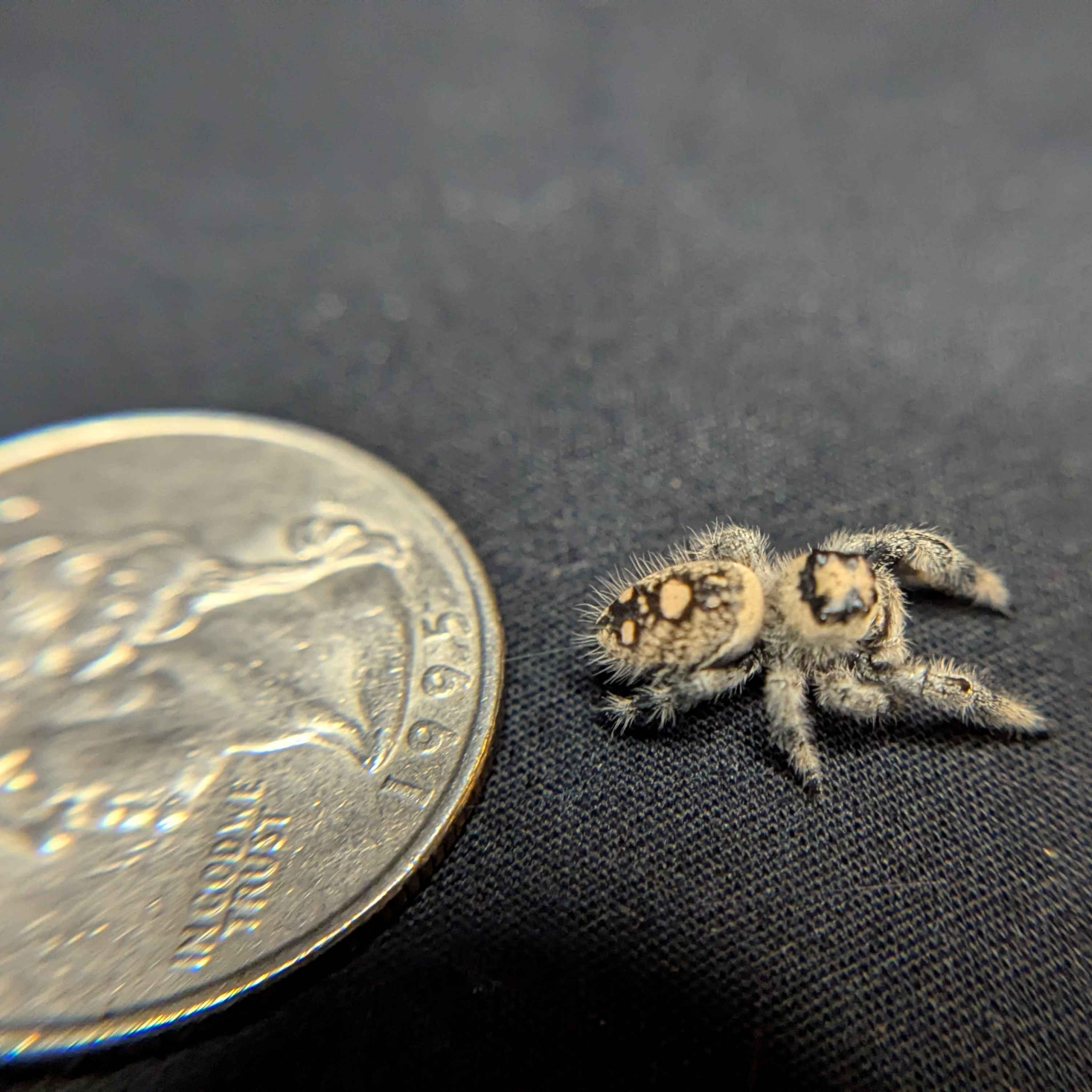 Regal Jumping Spider "Cello"