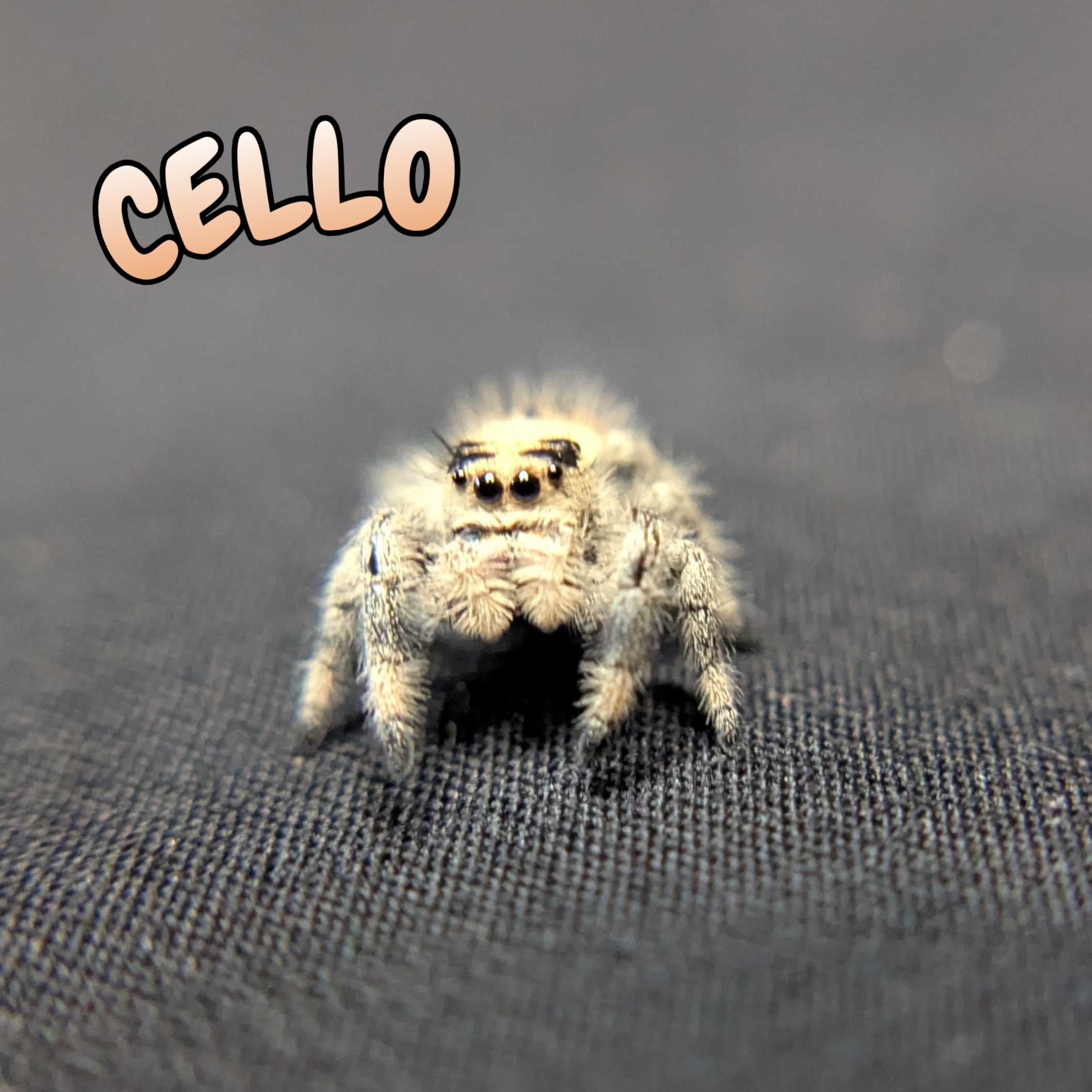 Regal Jumping Spider "Cello"