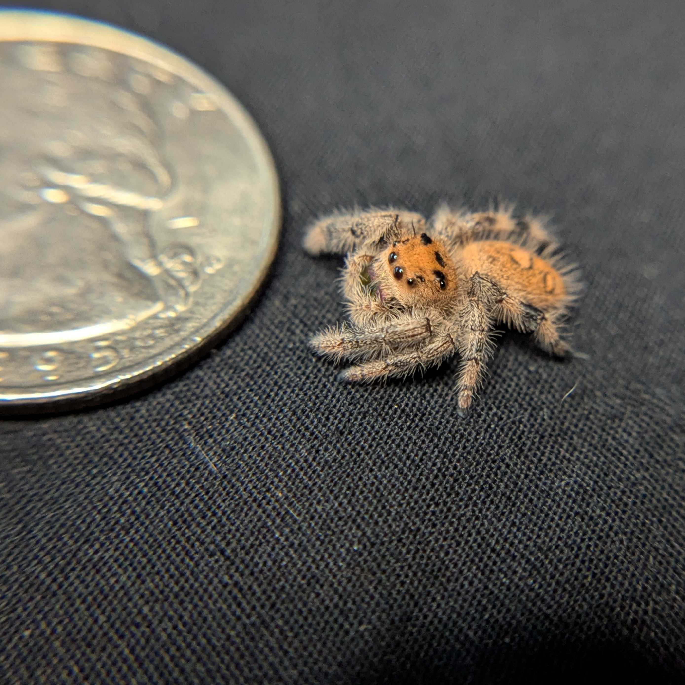 Regal Jumping Spider "Imogen"