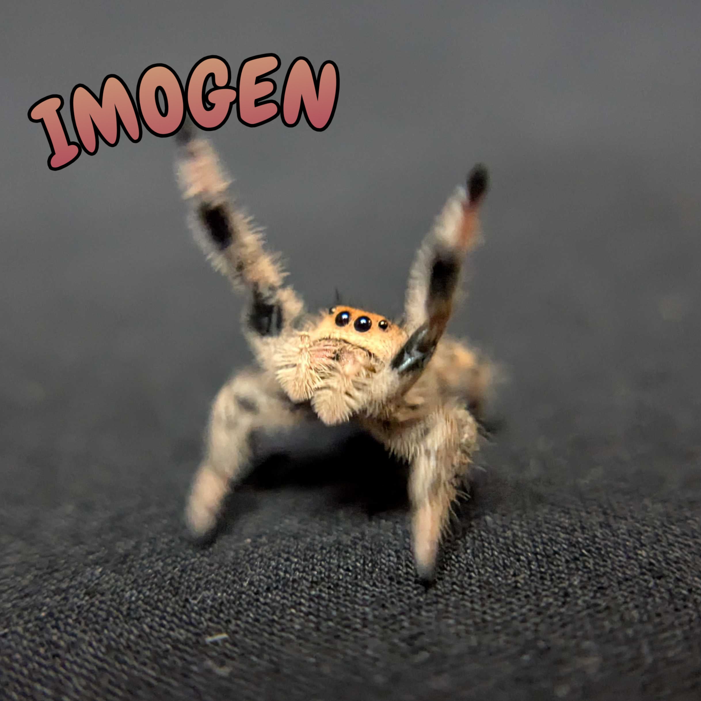 Regal Jumping Spider "Imogen"