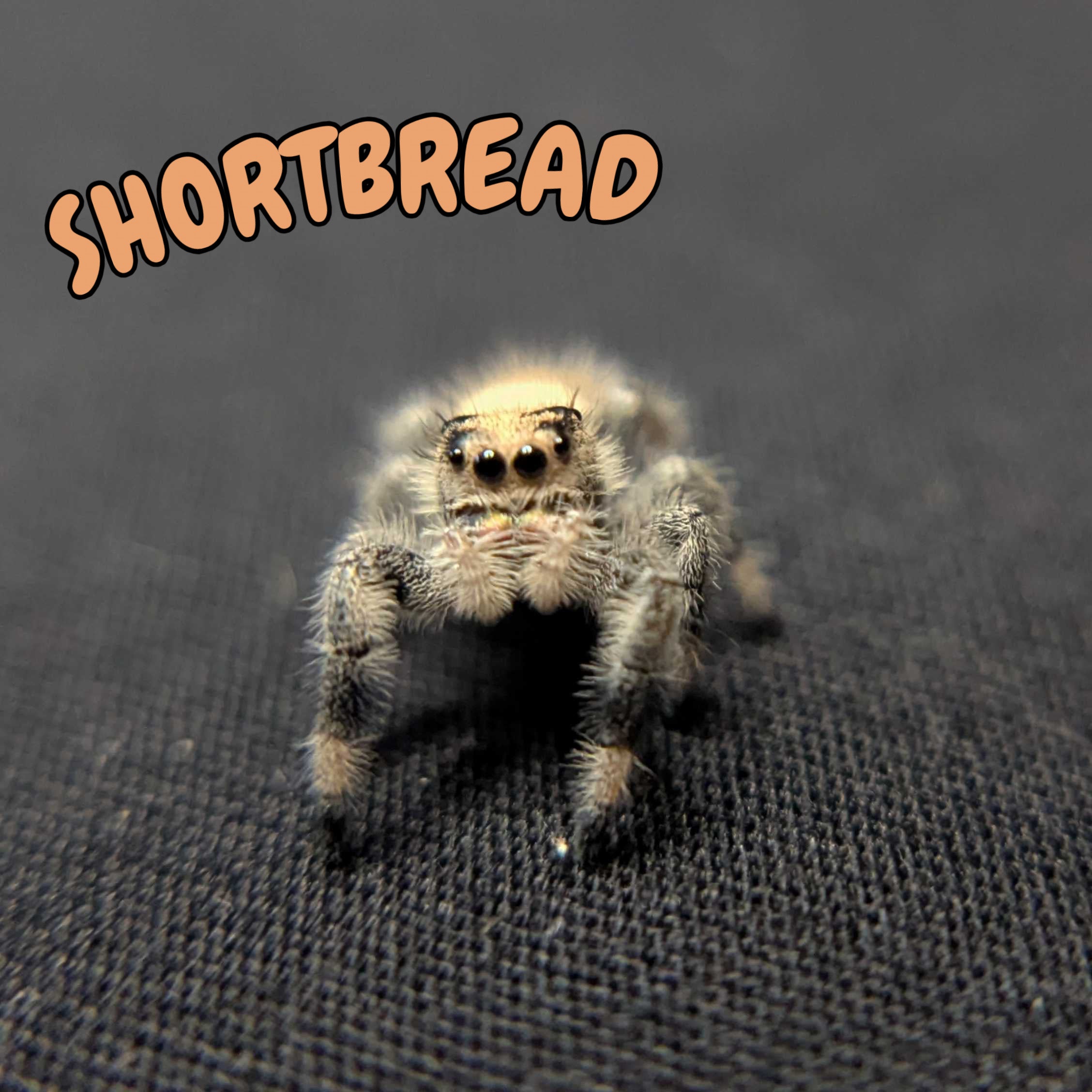 Regal Jumping Spider “Shortbread”