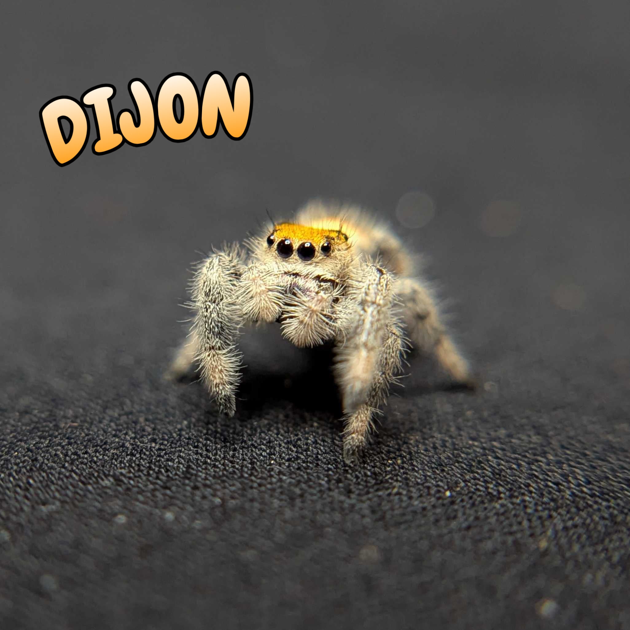 Regal Jumping Spider “Dijon”