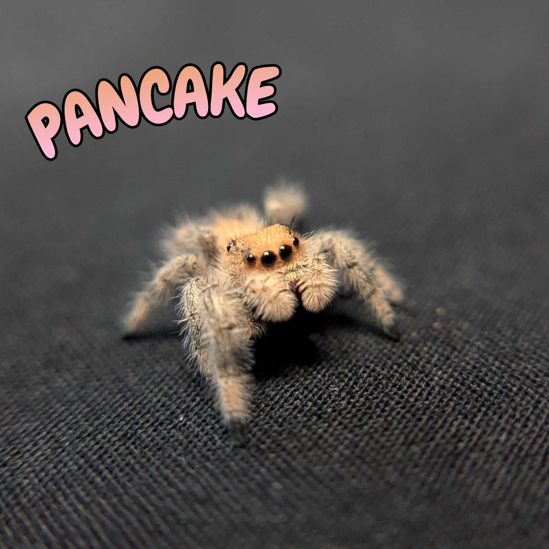 Regal Jumping Spider "Pancake"