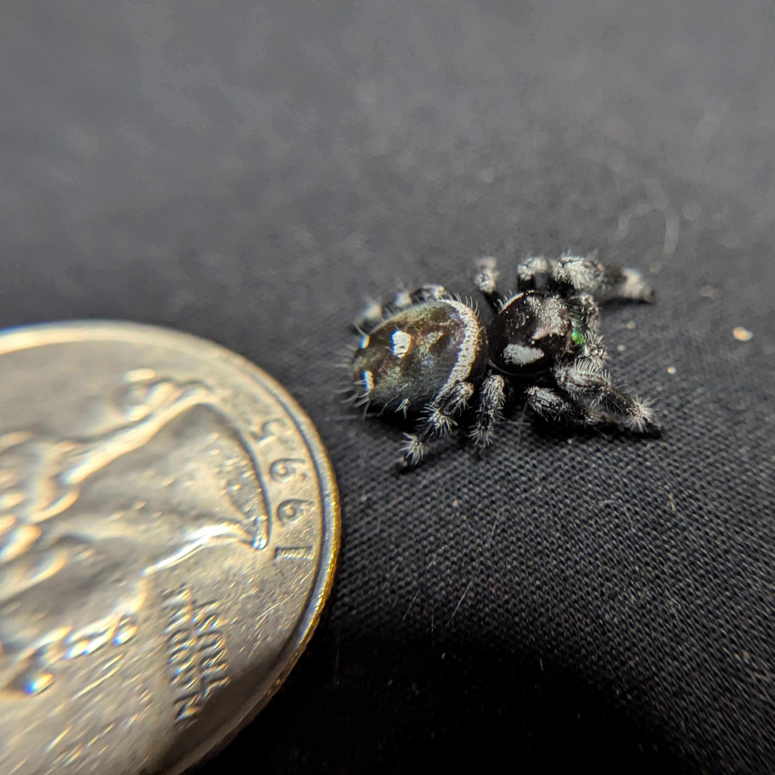(Apalachicola Locale) Regal Jumping Spider "Mint"