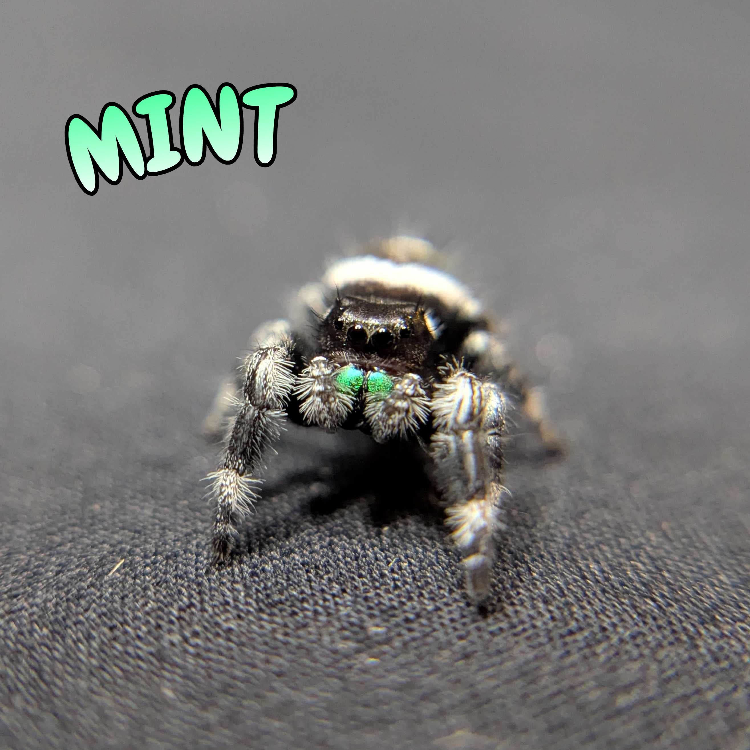 (Apalachicola Locale) Regal Jumping Spider "Mint"