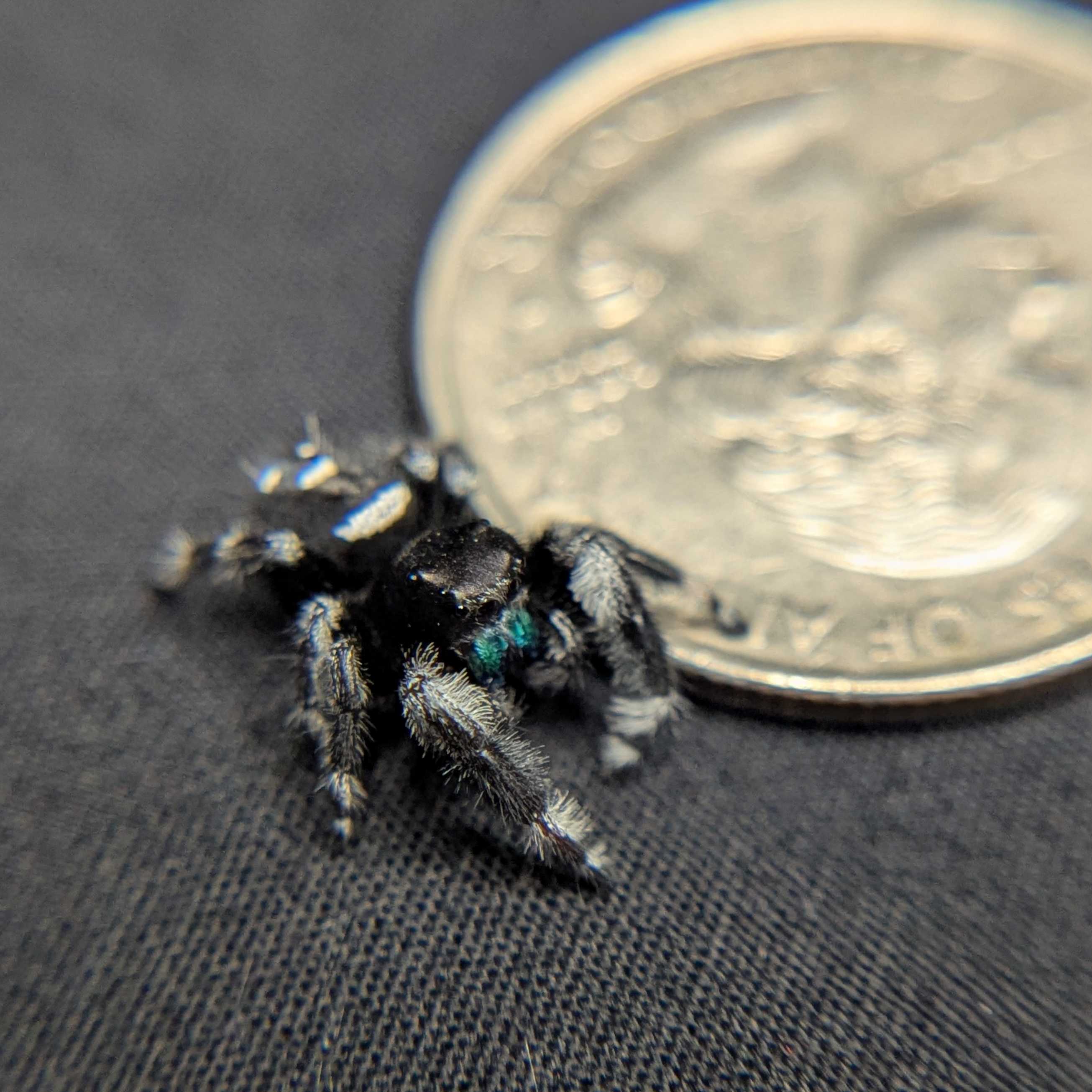 Regal Jumping Spider “Atlas”