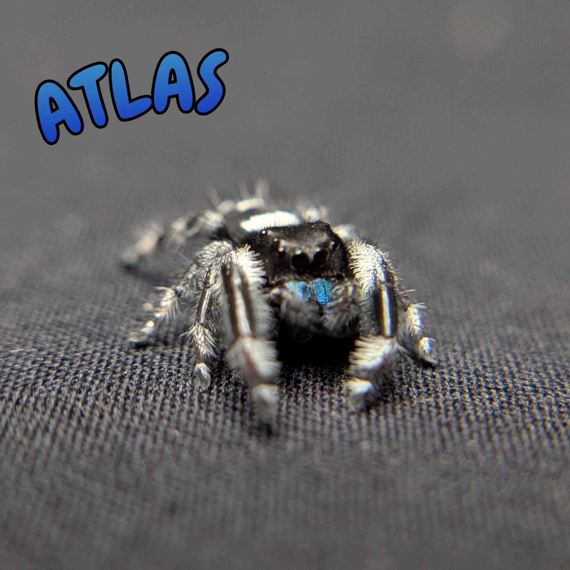 Regal Jumping Spider “Atlas”