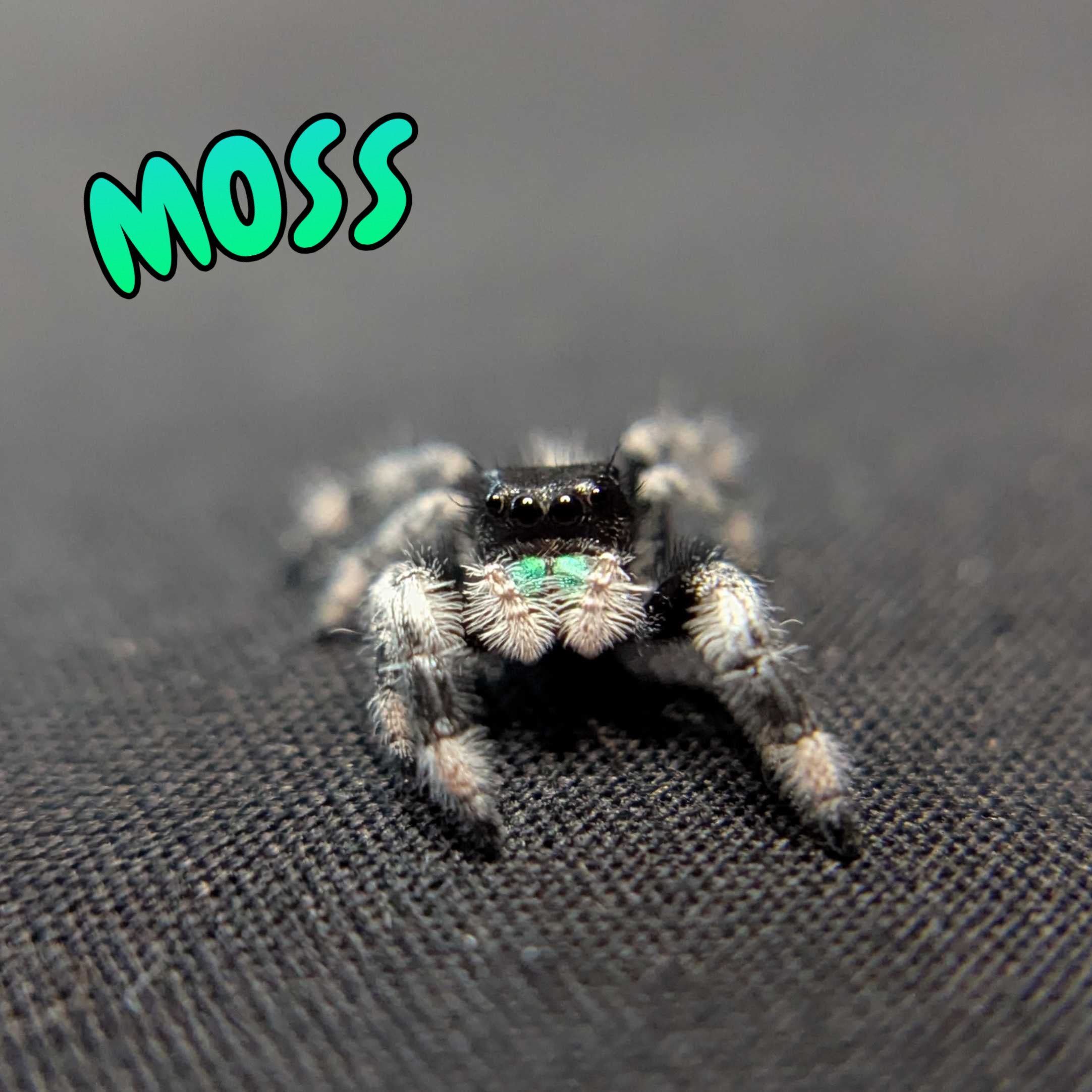(Apalachicola Locale) Regal Jumping Spider "Moss”