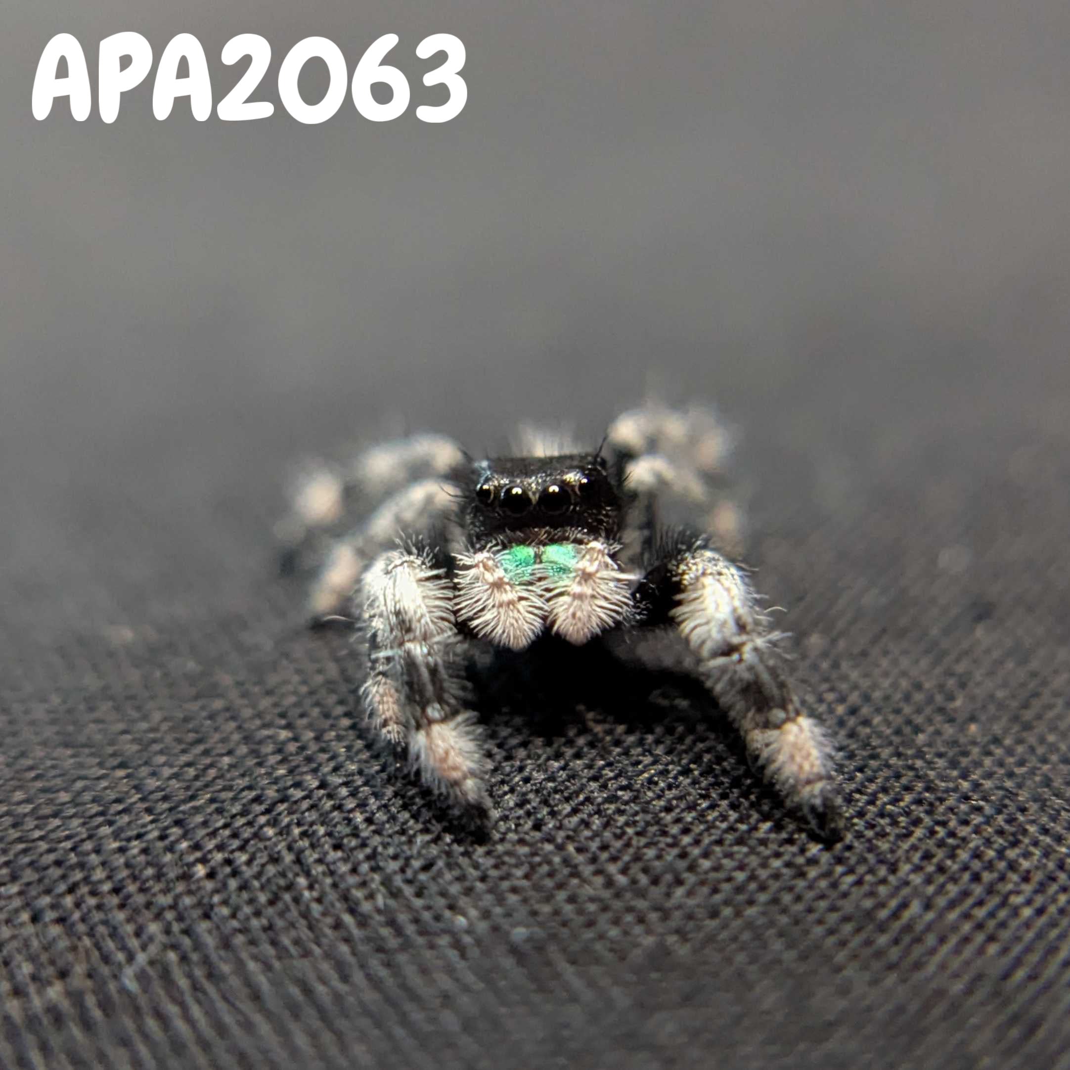 (Apalachicola Locale) Regal Jumping Spider "Moss”