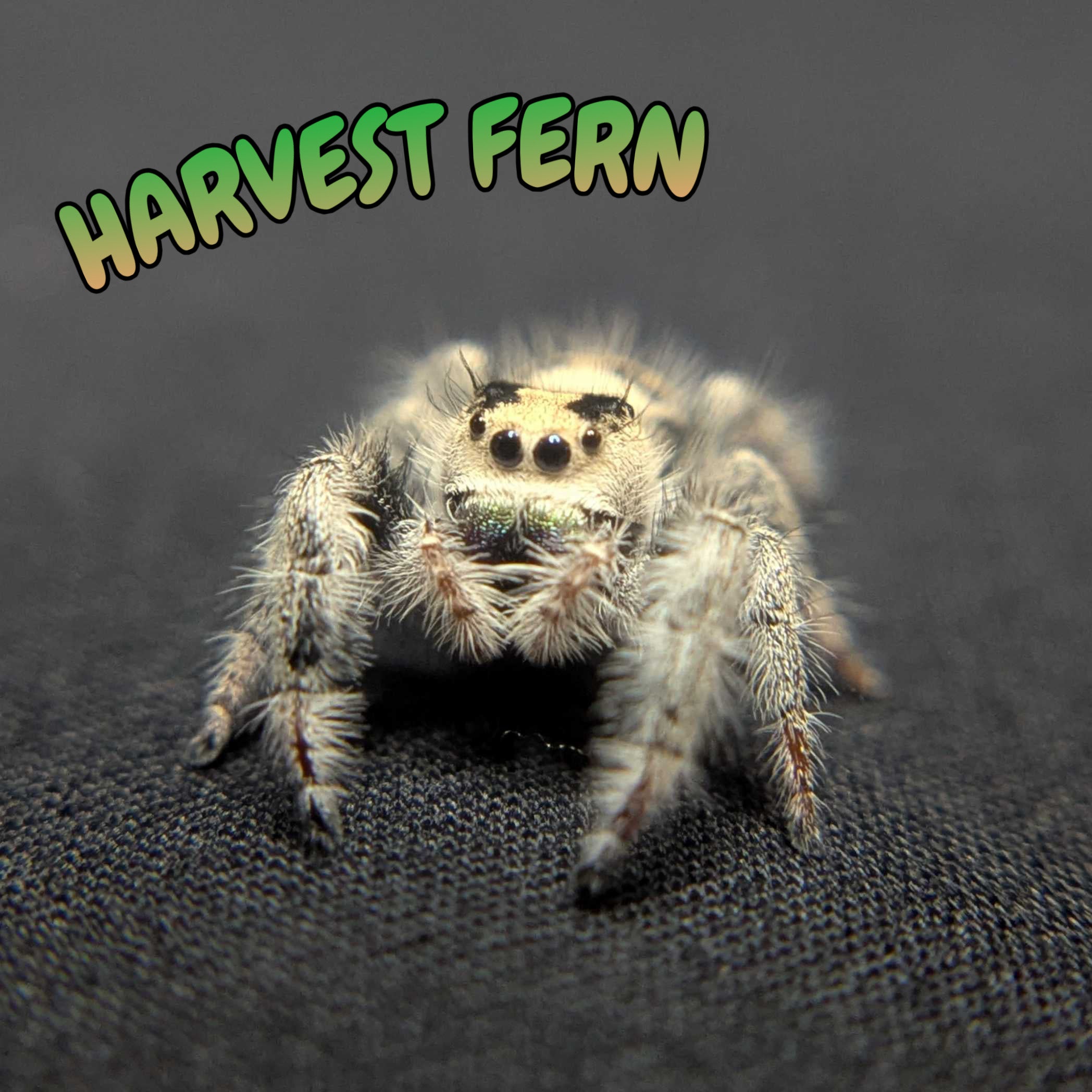 Regal Jumping Spider “Harvest Fern”