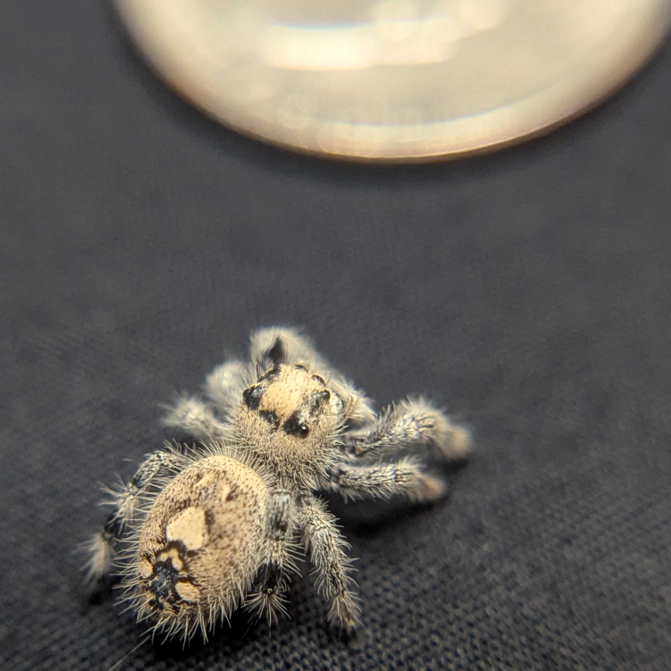Regal Jumping Spider "Frostberry"