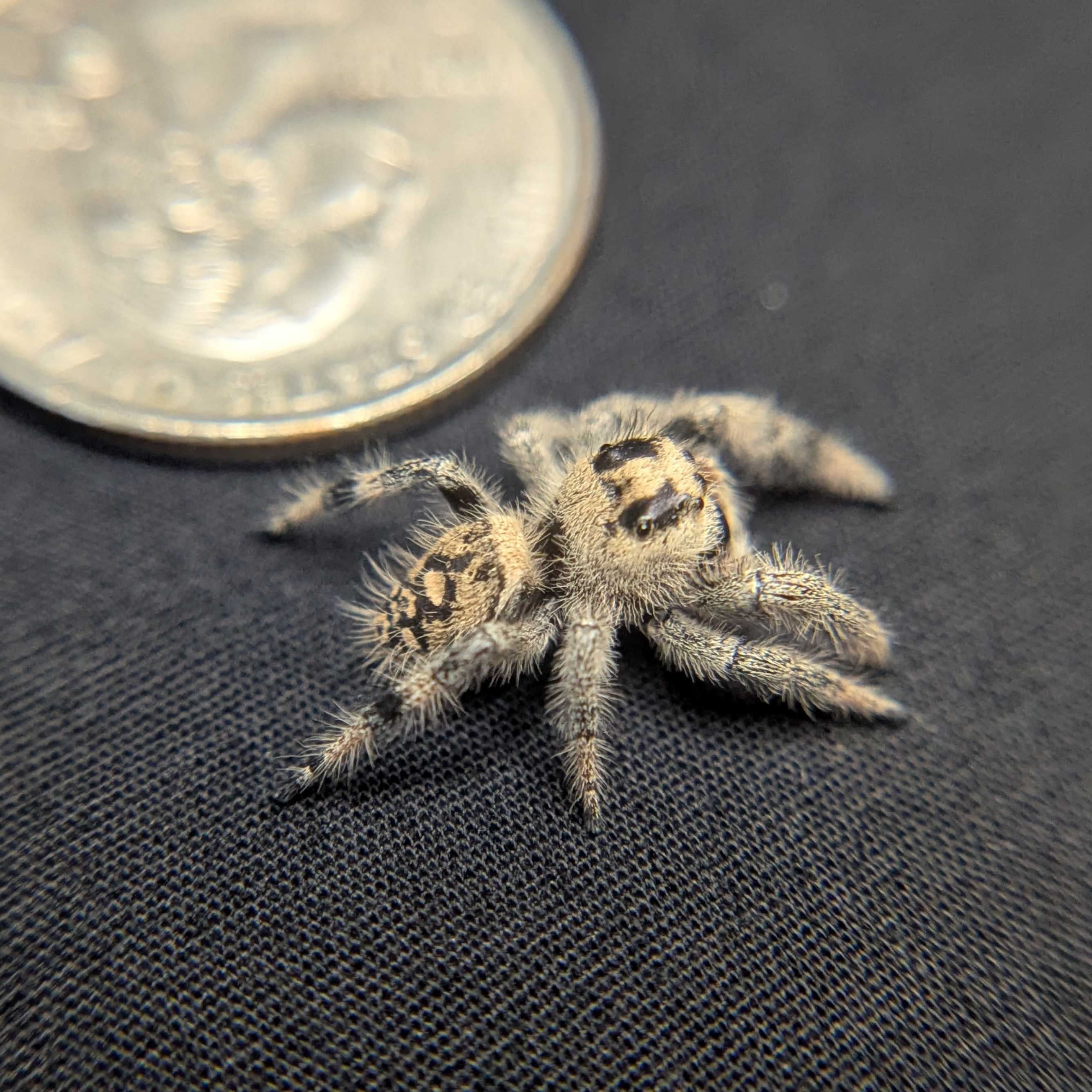 Regal Jumping Spider "Moody"