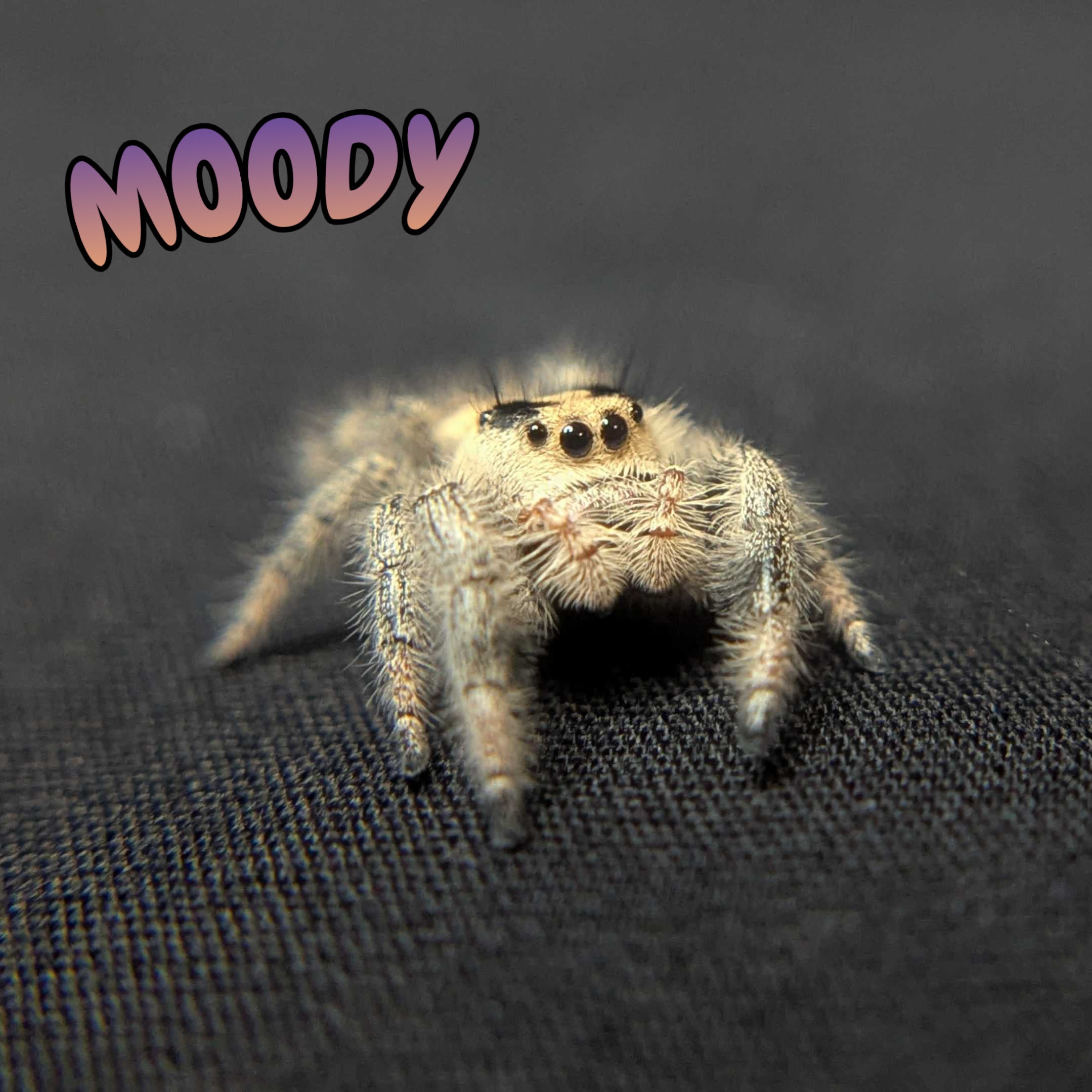 Regal Jumping Spider "Moody"