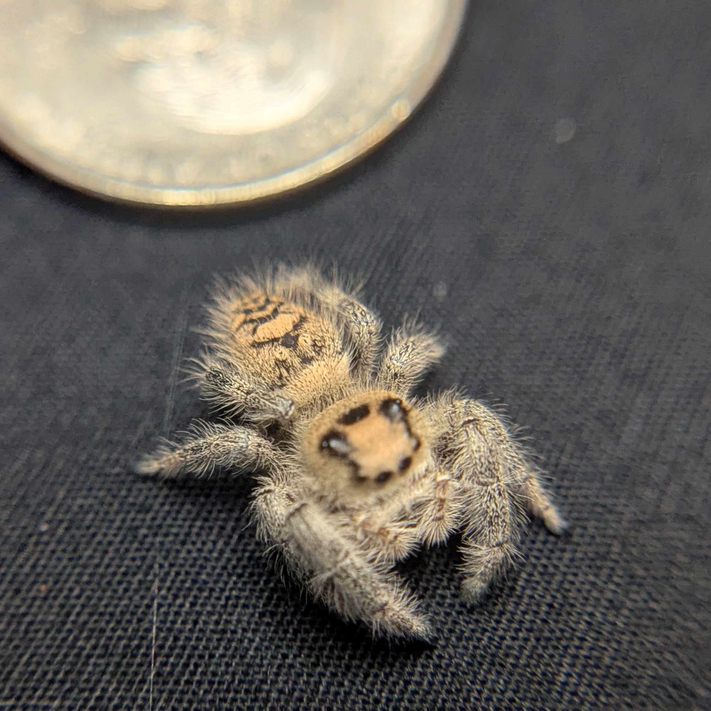Regal Jumping Spider "Starlight"