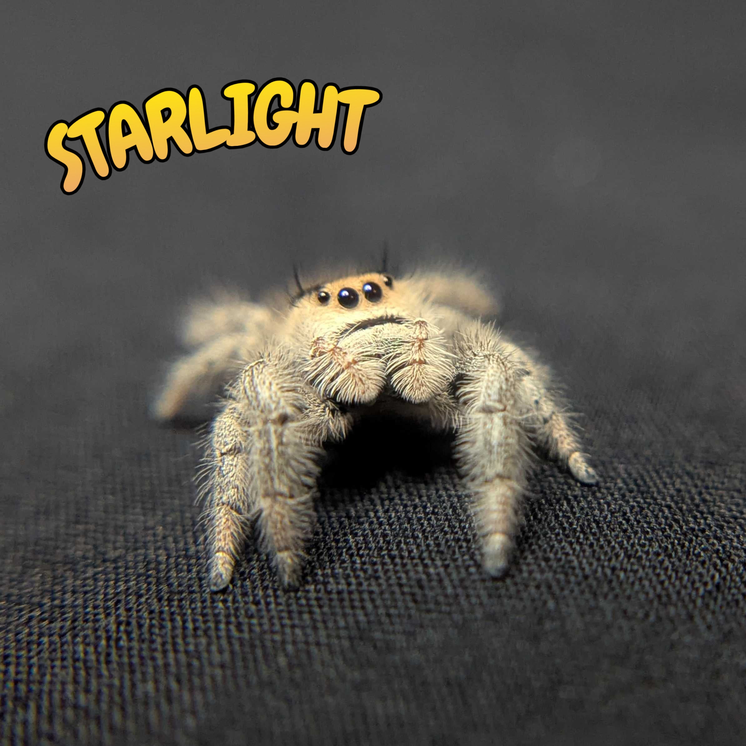 Regal Jumping Spider "Starlight"