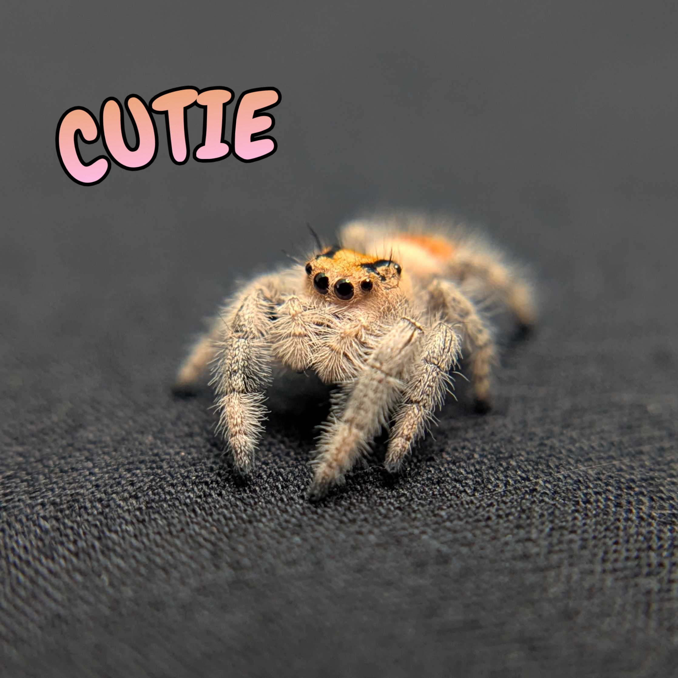 Regal Jumping Spider "Cutie"