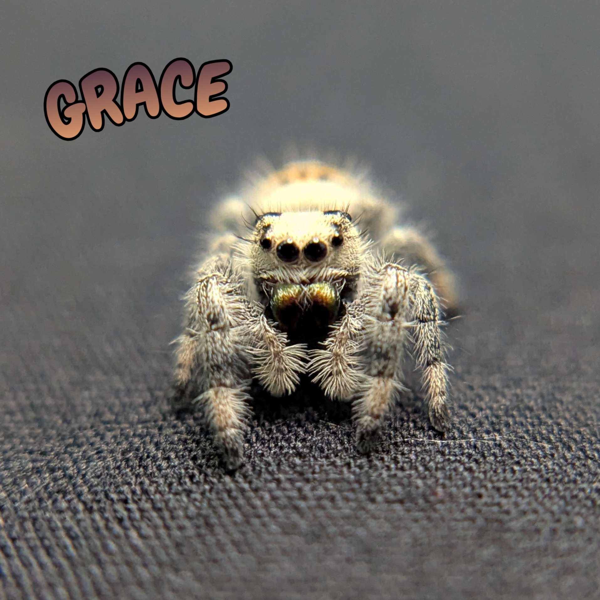 Regal Jumping Spider "Grace"