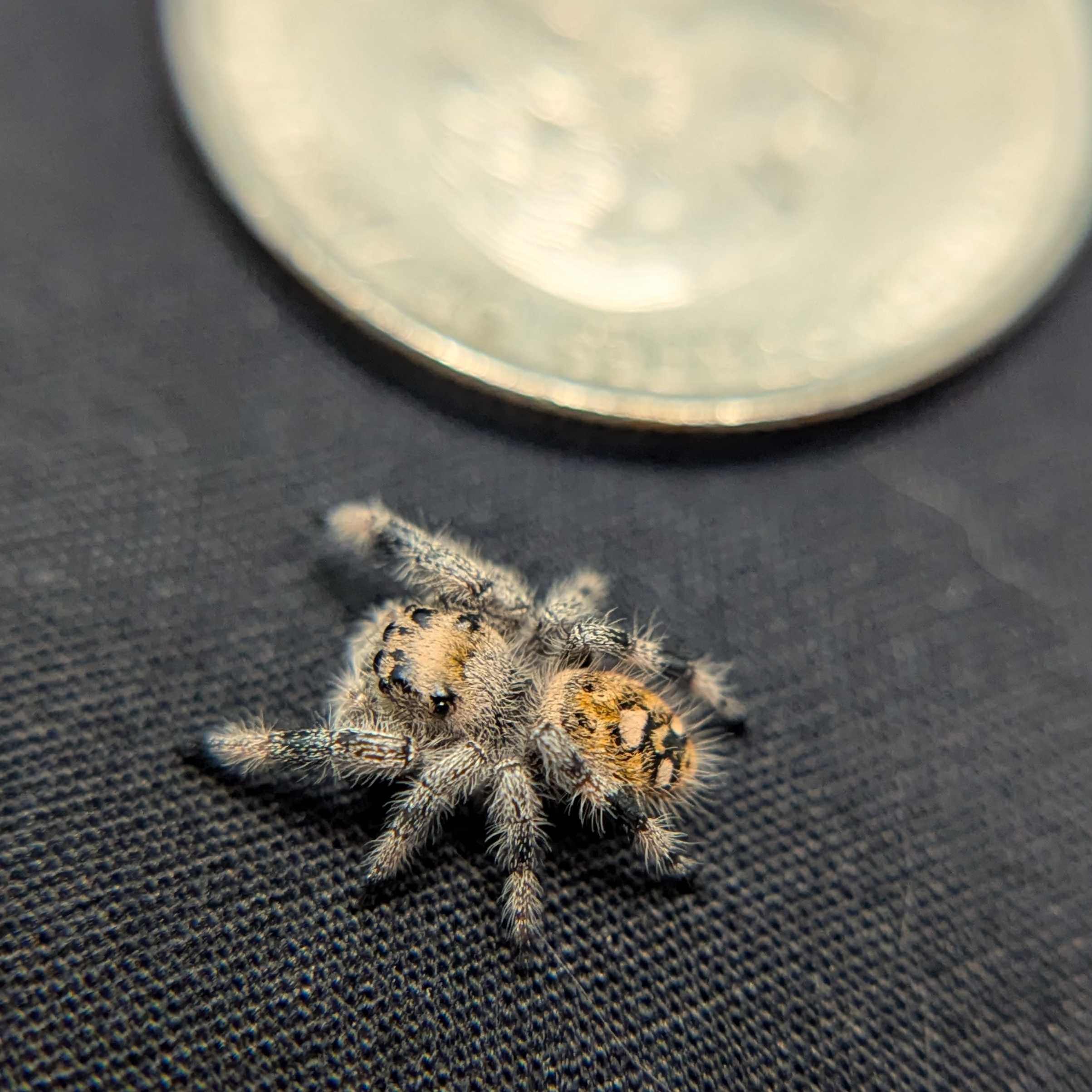 Regal Jumping Spider "Coconut"