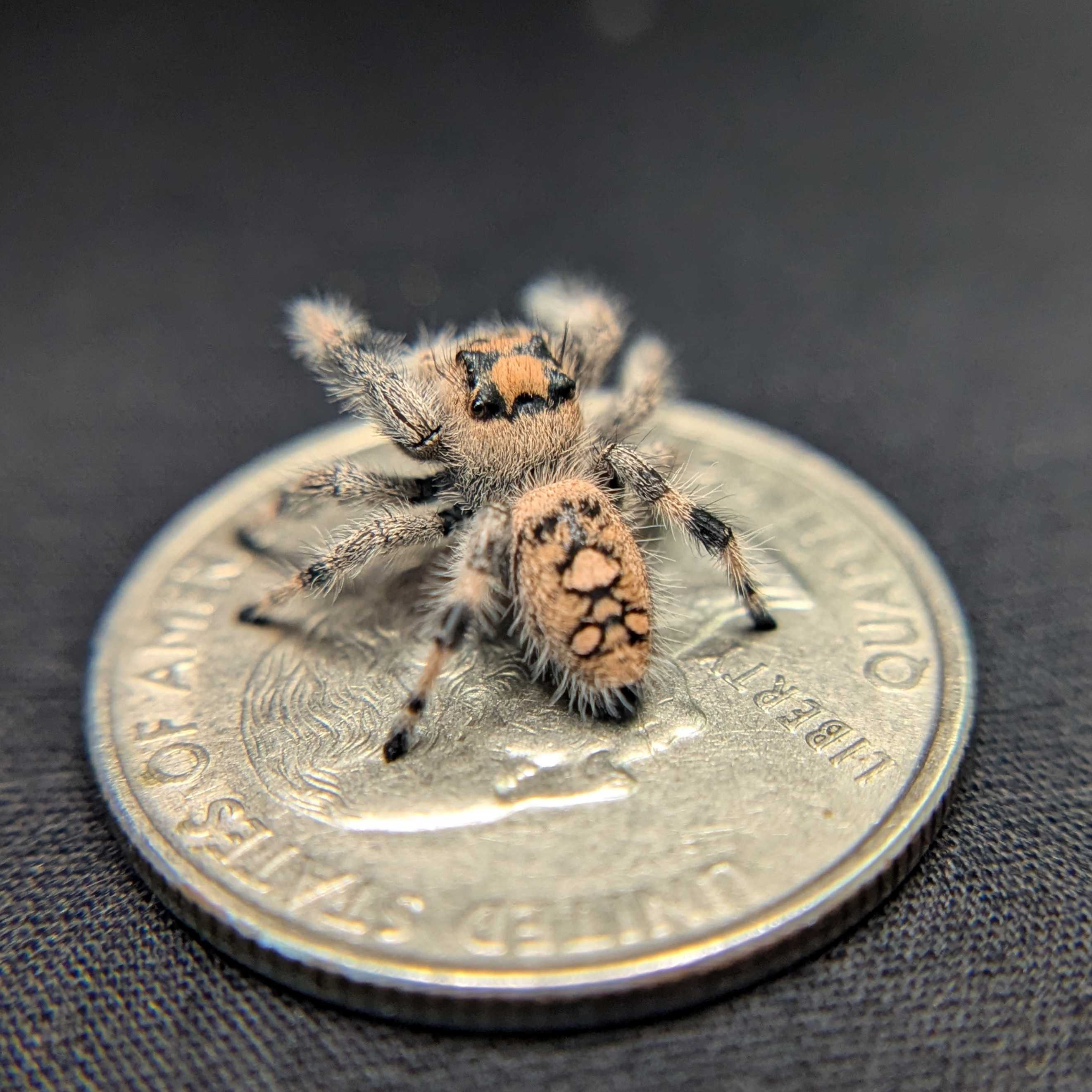 Regal Jumping Spider "Pretzel"