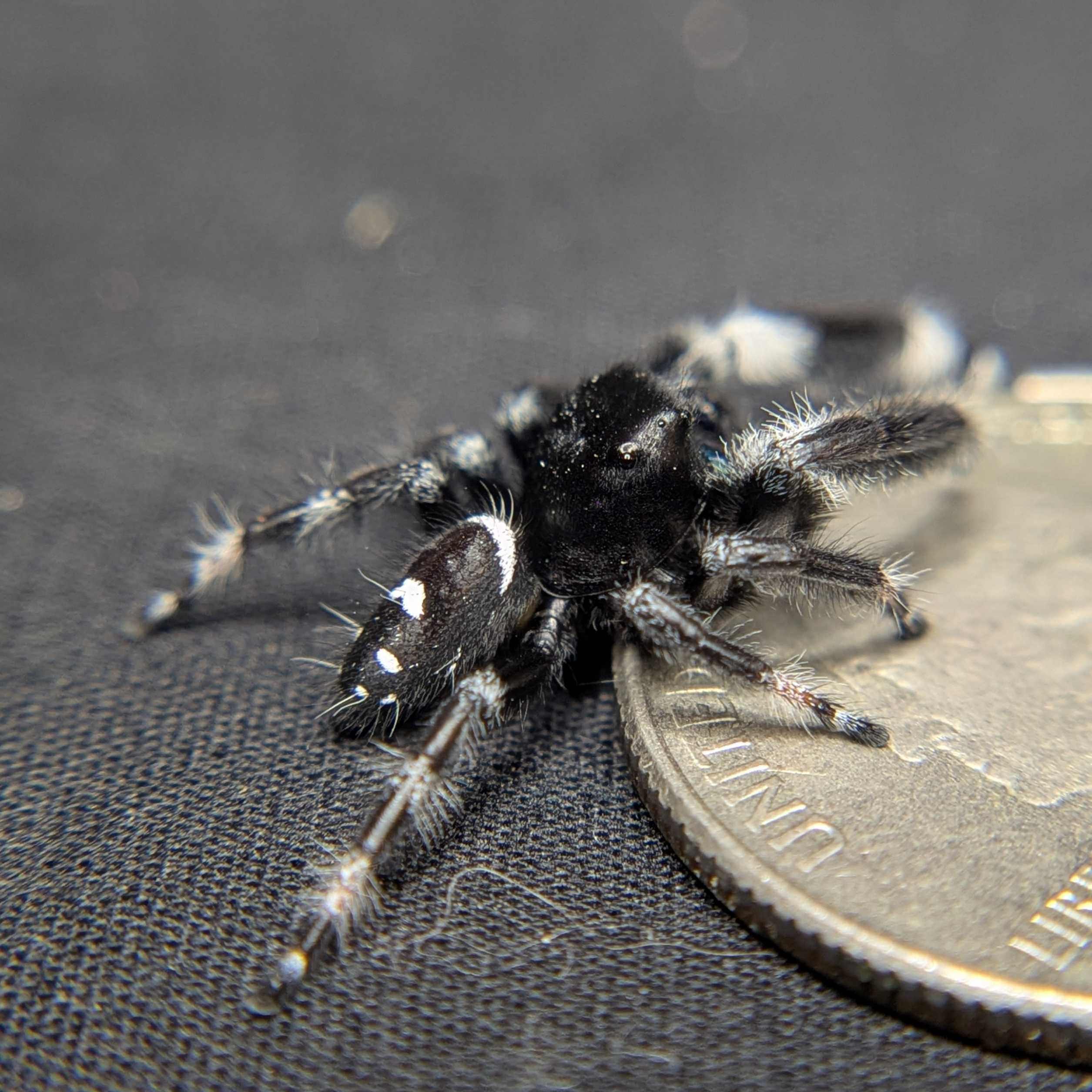 Regal Jumping Spider "Sapphire" (Rare)