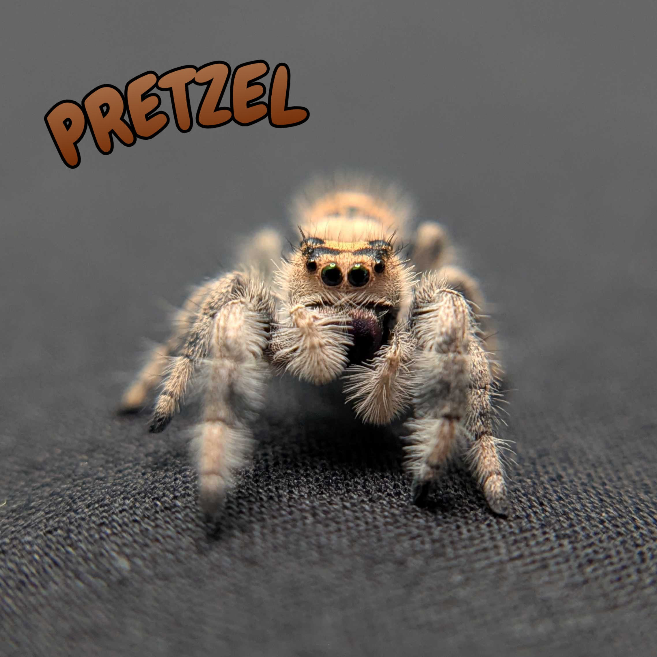 Regal Jumping Spider "Pretzel"