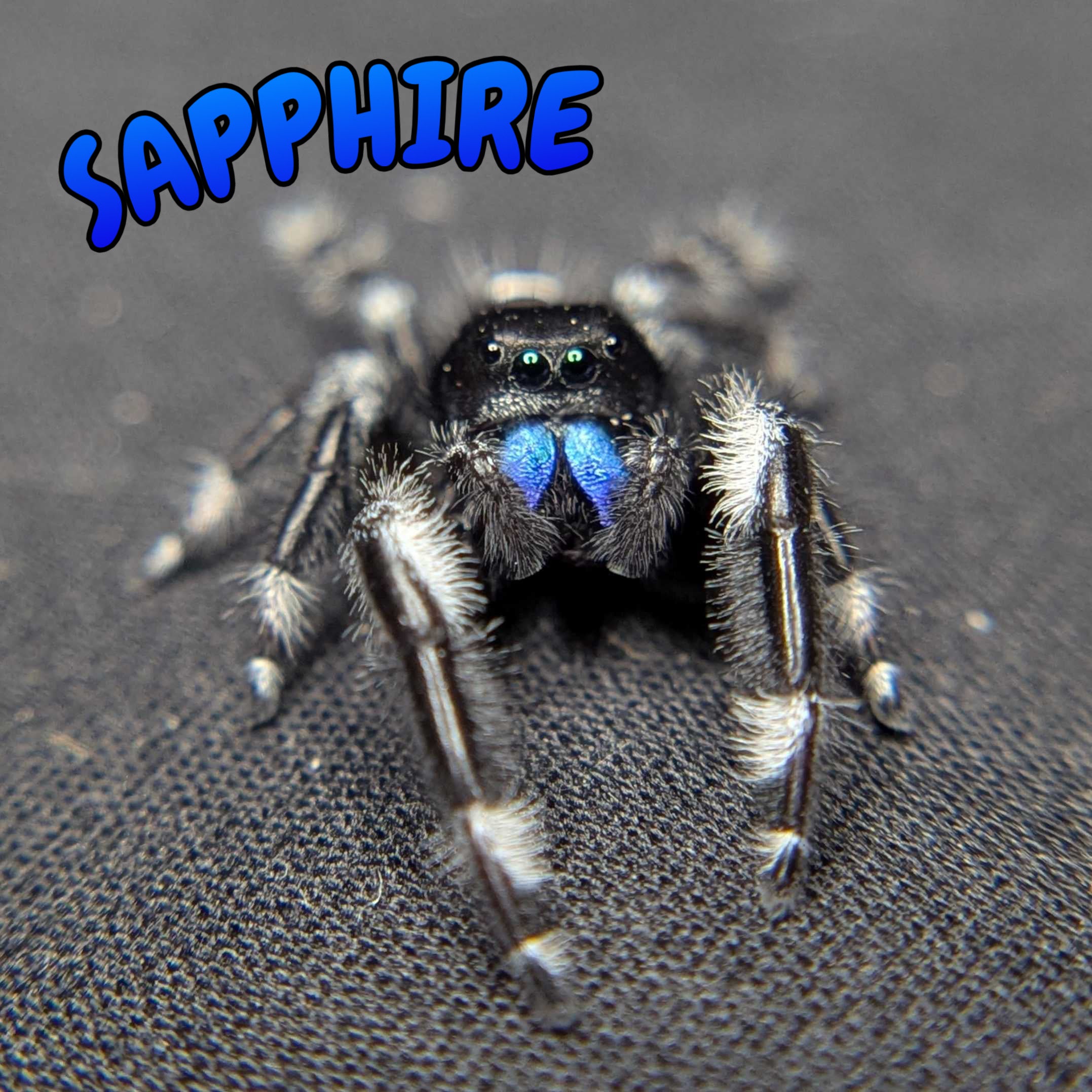 Regal Jumping Spider "Sapphire" (Rare)