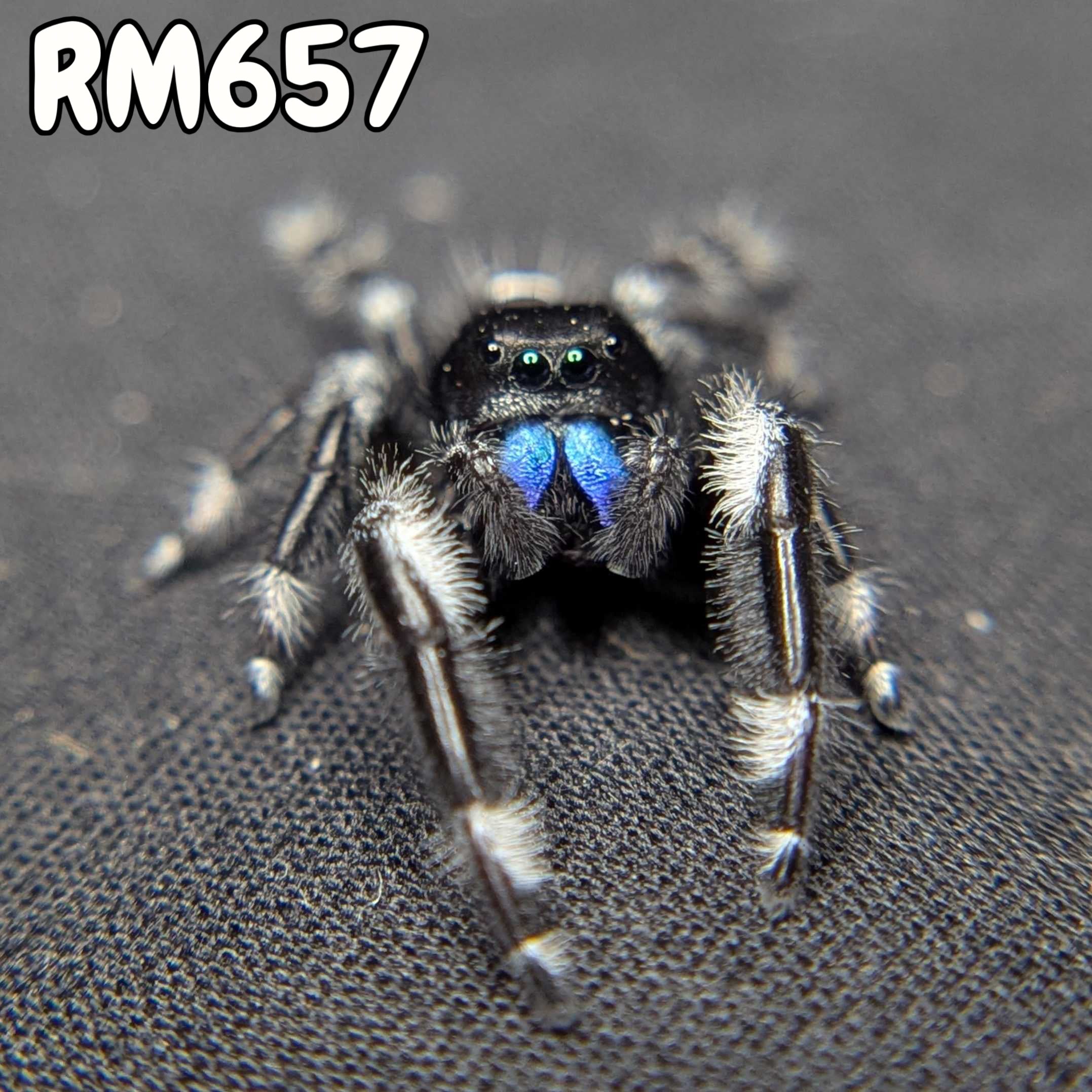 Regal Jumping Spider "Sapphire" (Rare)