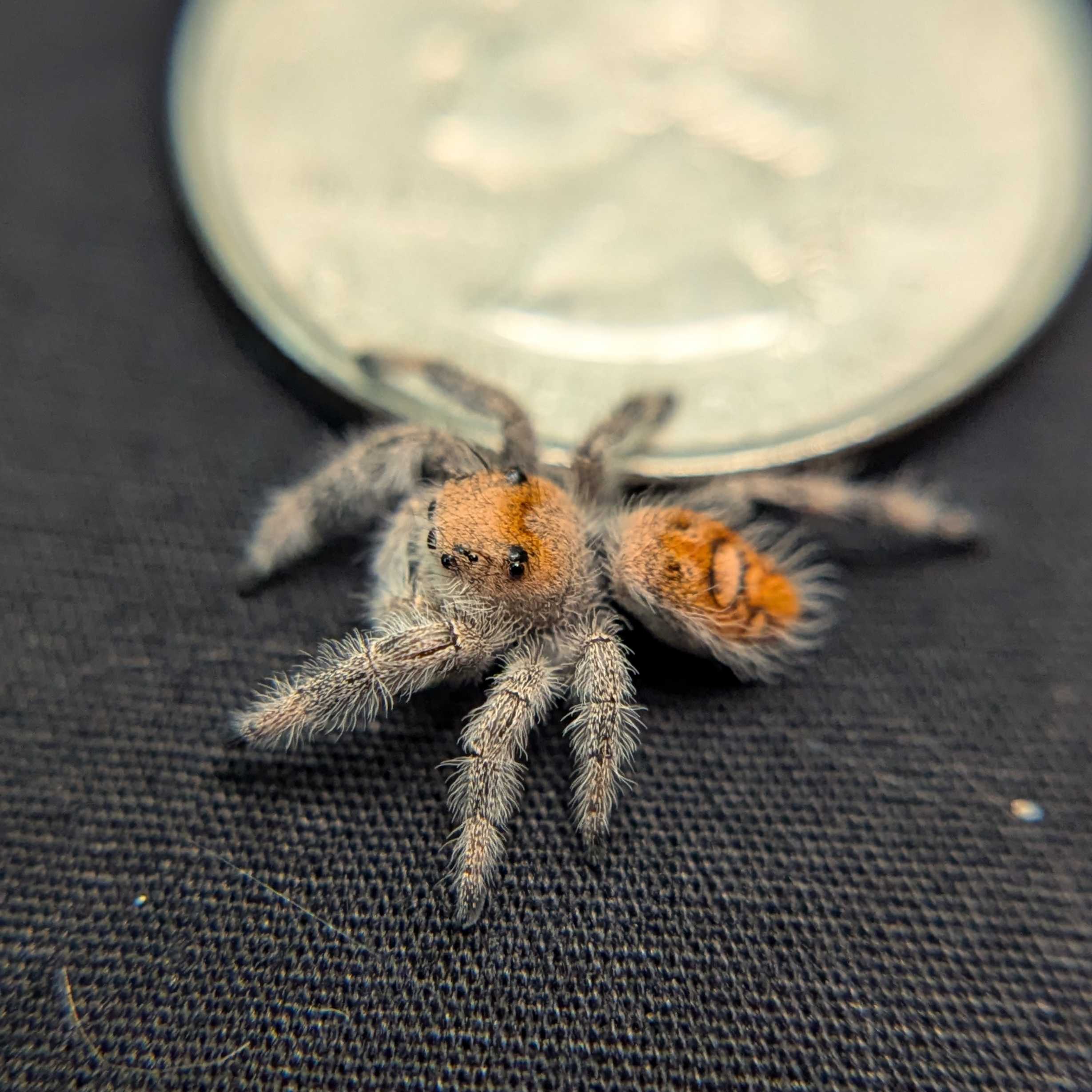 Regal Jumping Spider “Cereal Milk”