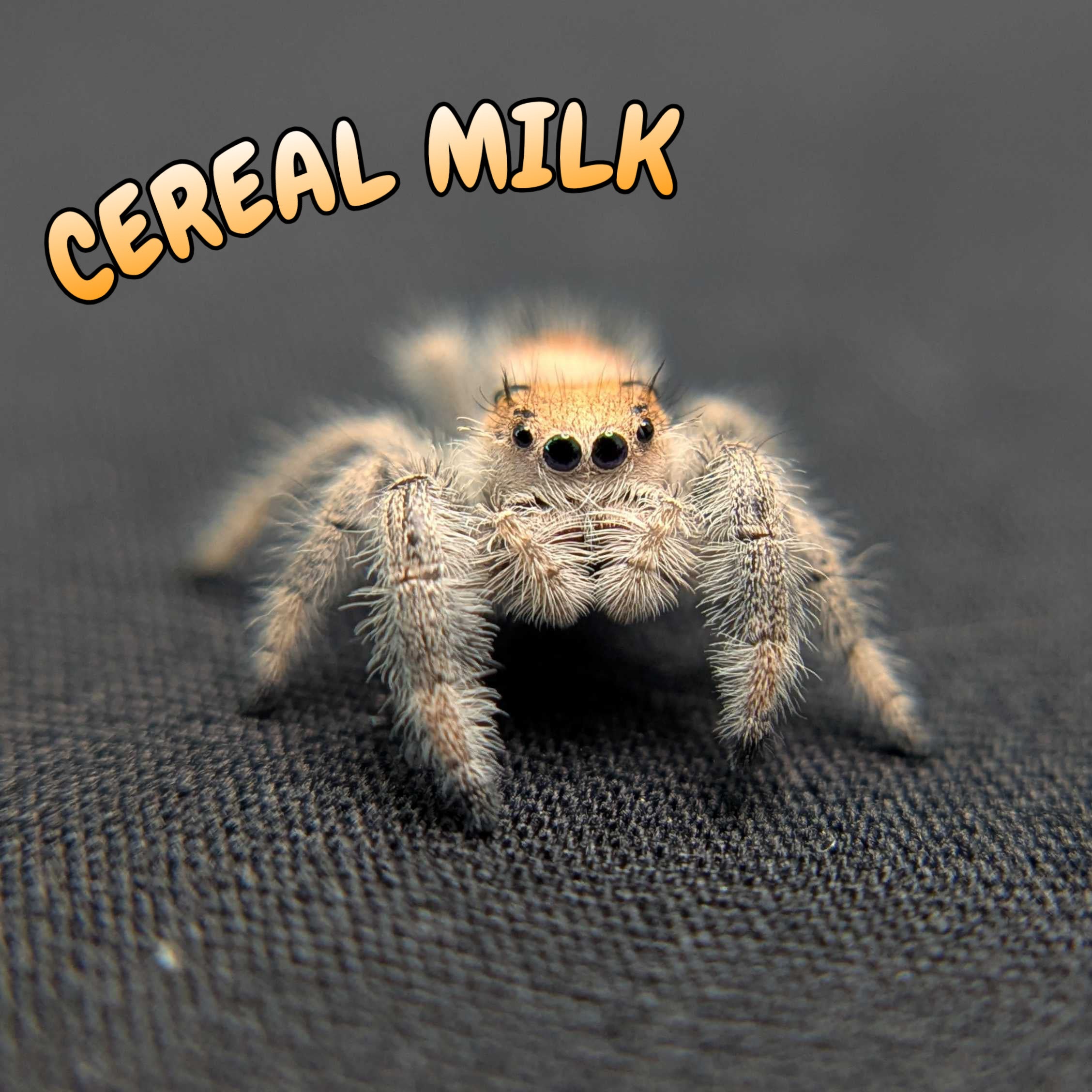 Regal Jumping Spider “Cereal Milk”