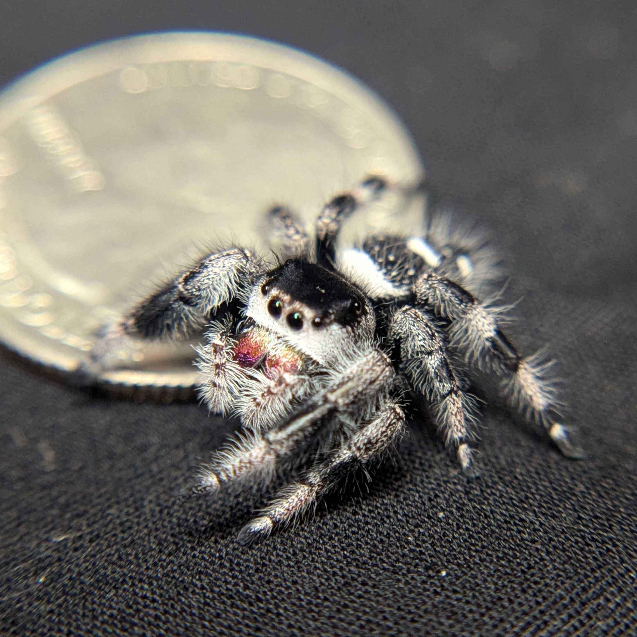 Regal Jumping Spider "Oreo"