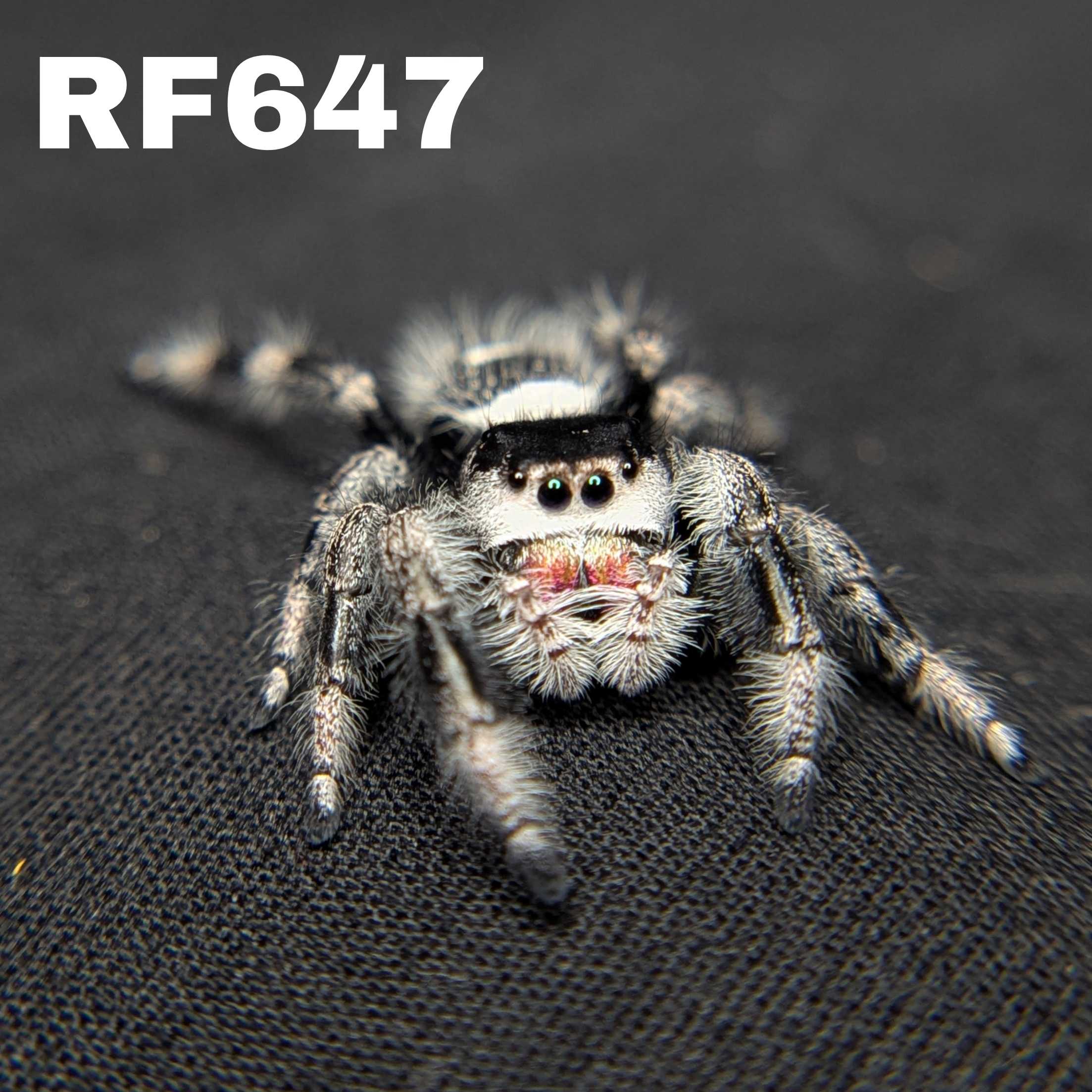 Regal Jumping Spider "Oreo"