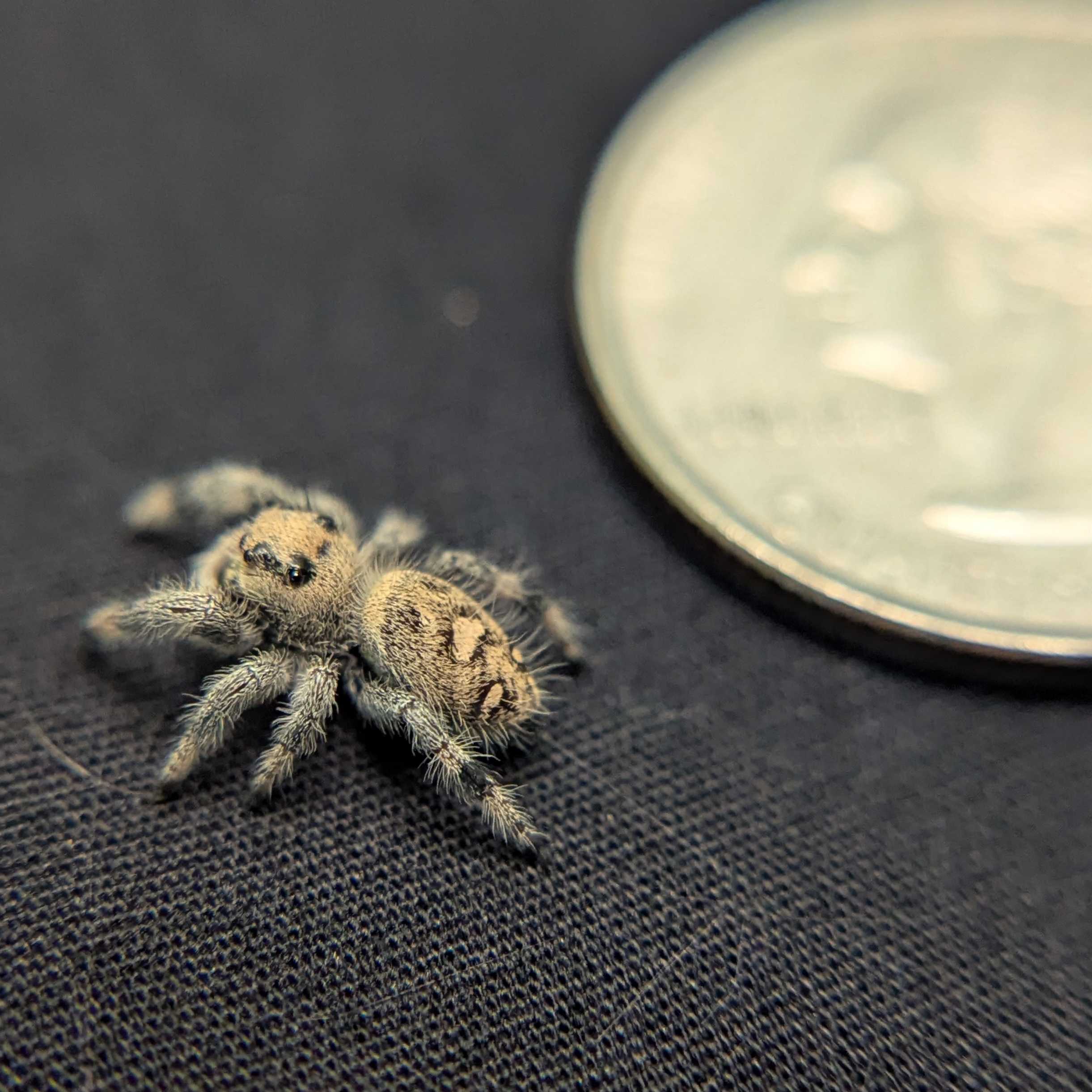 Regal Jumping Spider "Whisper"