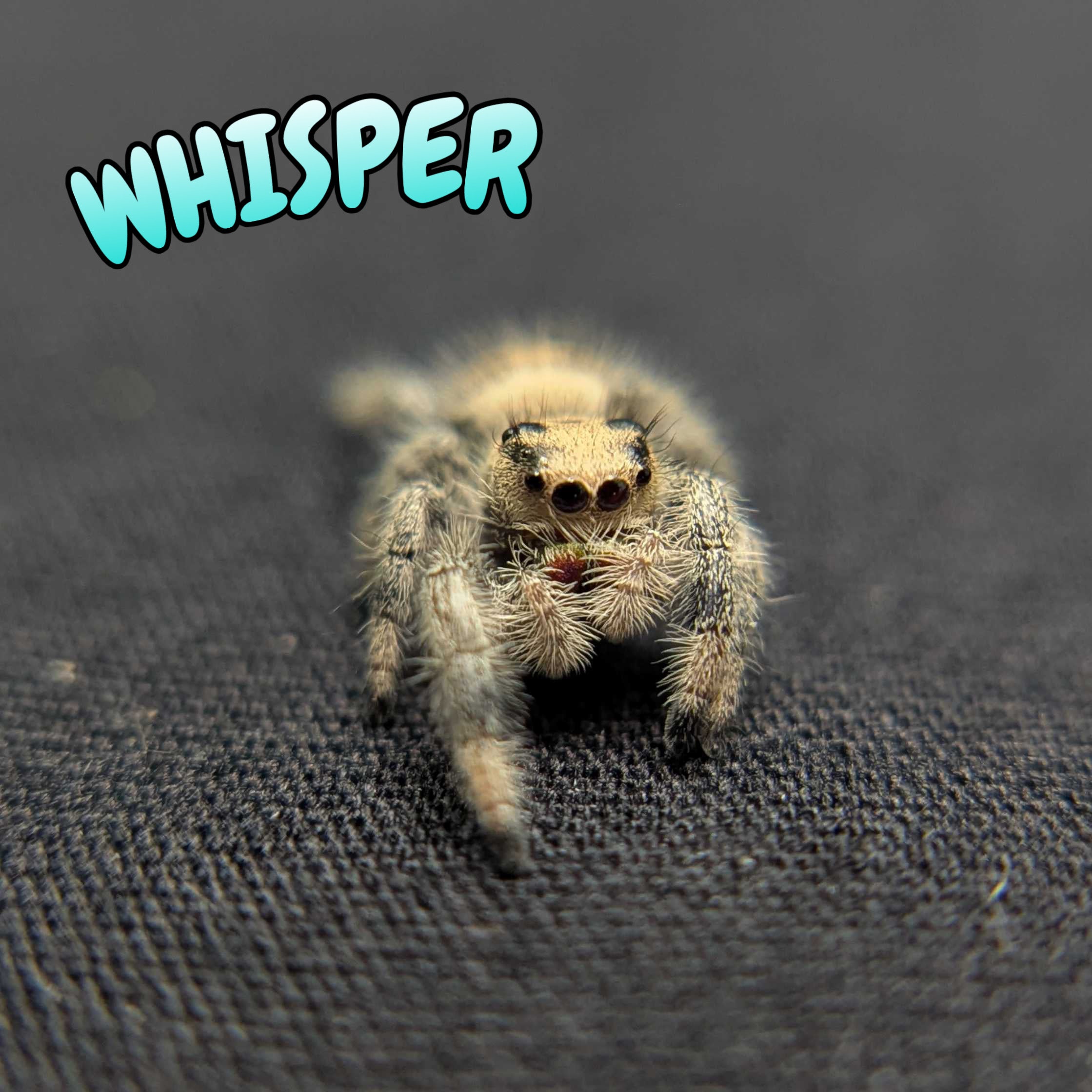 Regal Jumping Spider "Whisper"