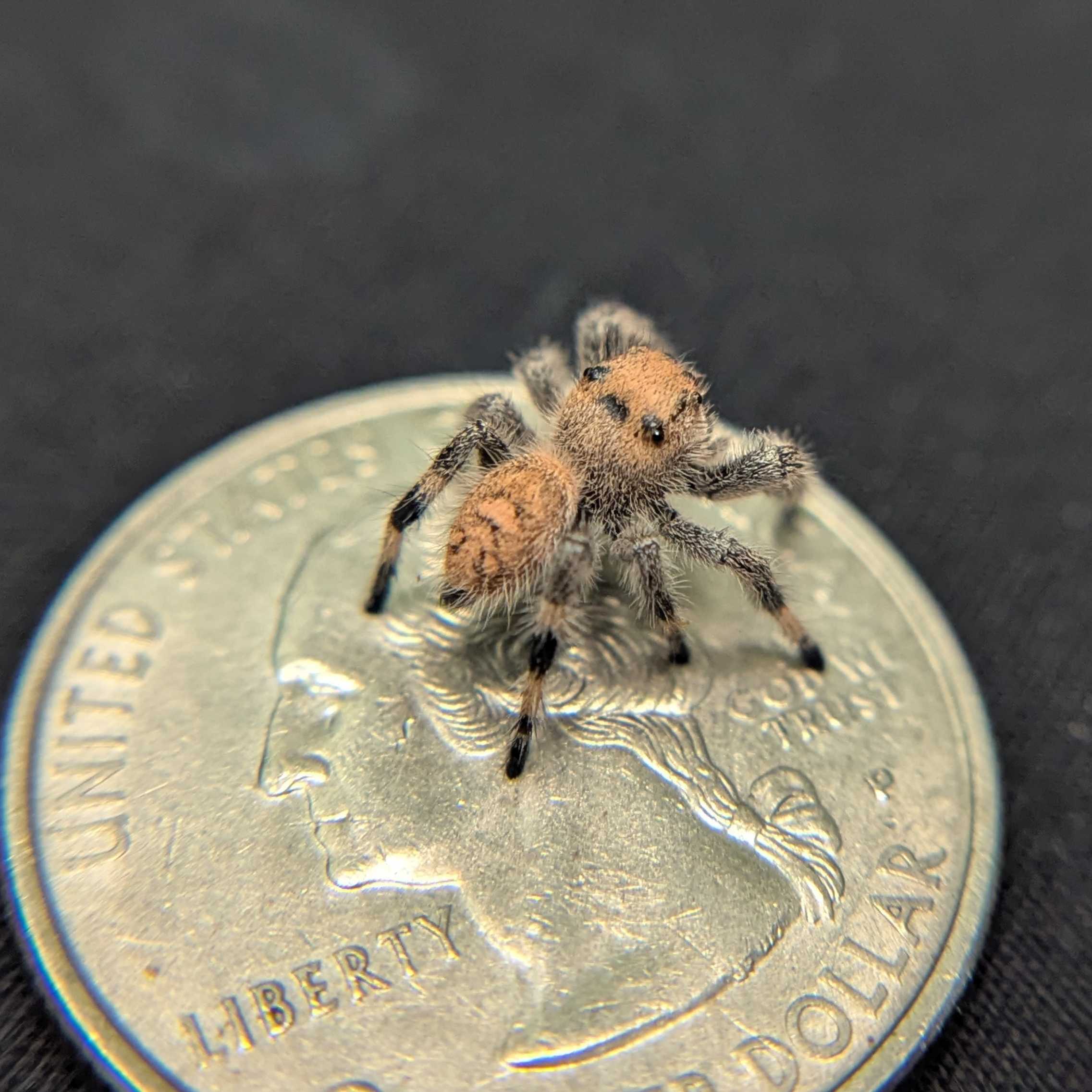 Regal Jumping Spider "Flower"