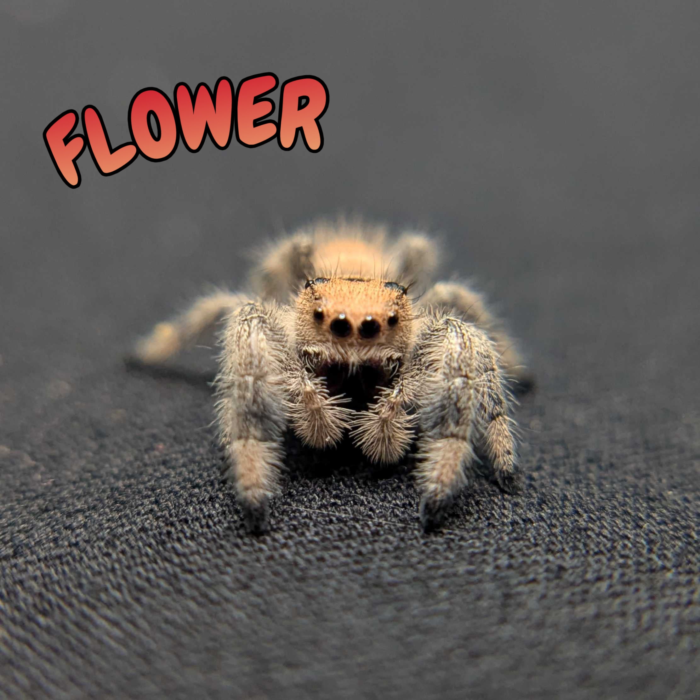 Regal Jumping Spider "Flower"