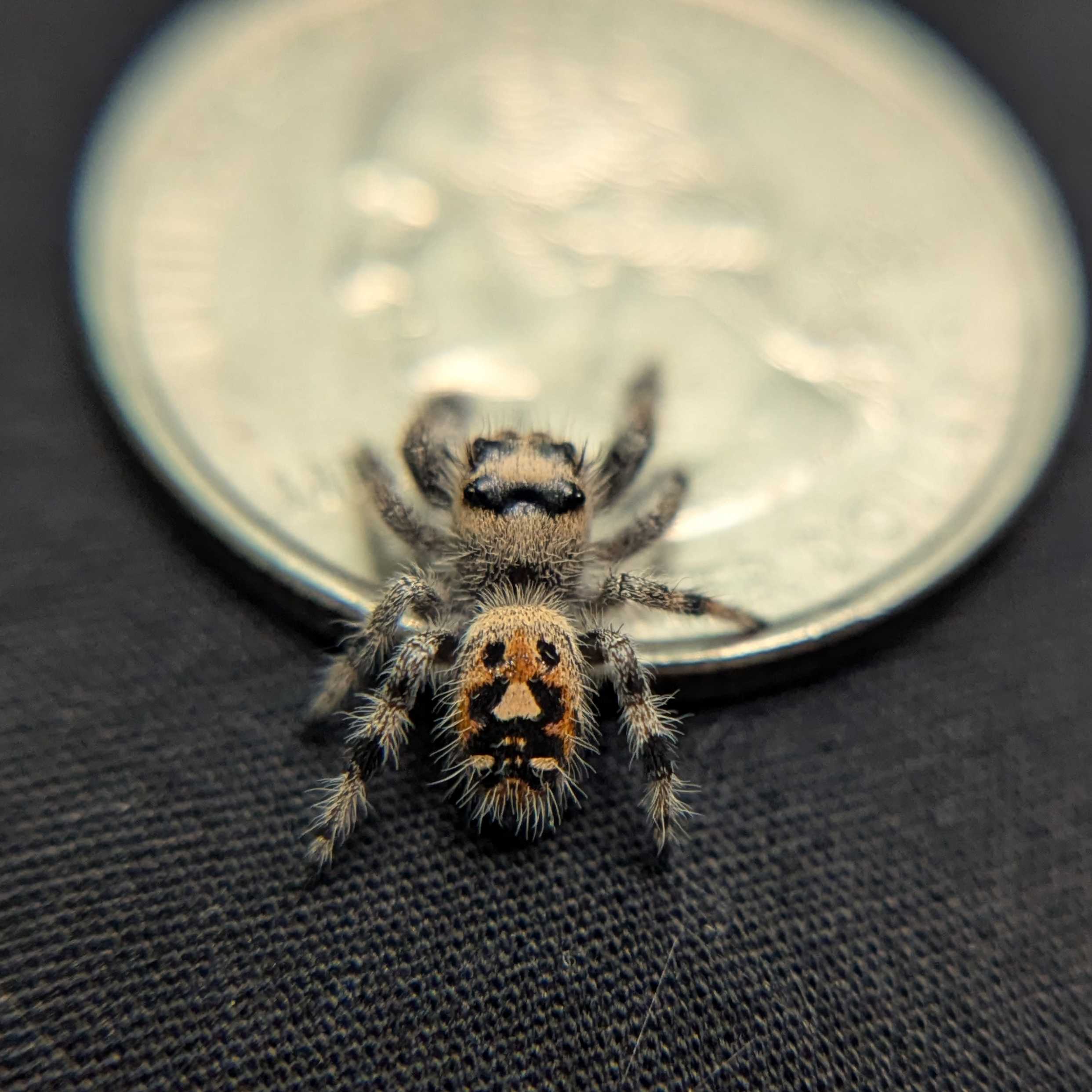 Regal Jumping Spider “Fern”