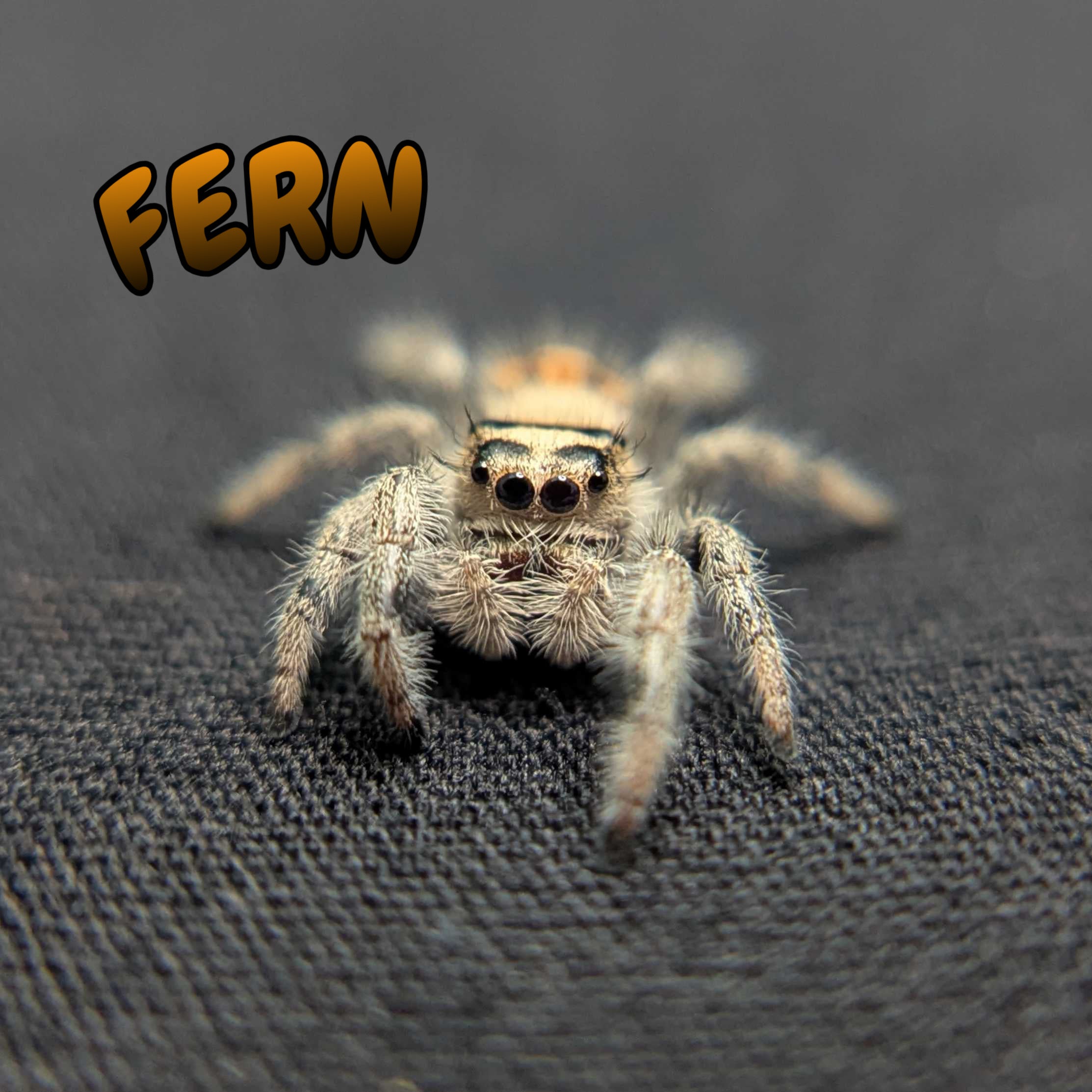 Regal Jumping Spider “Fern”