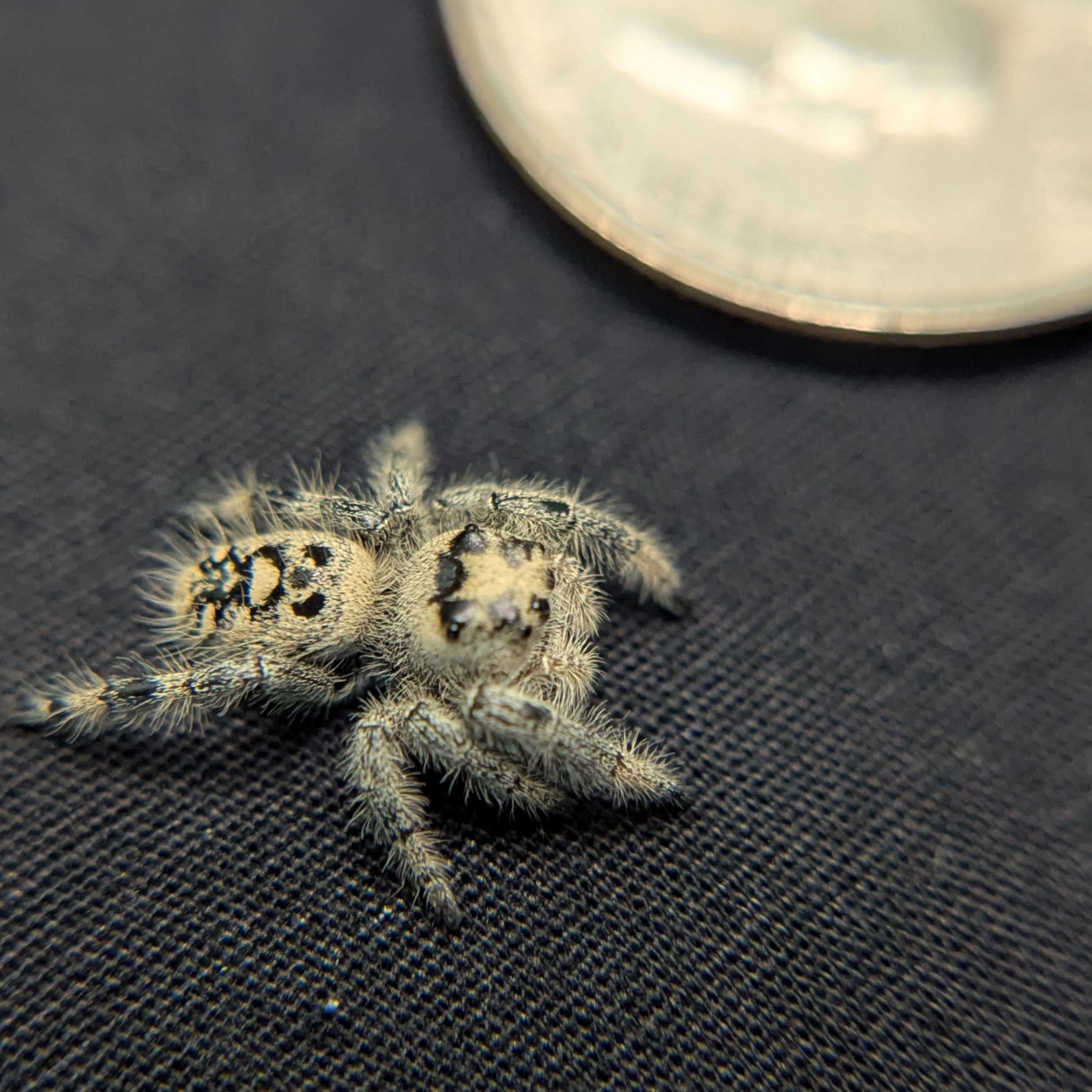 Regal Jumping Spider "Star"