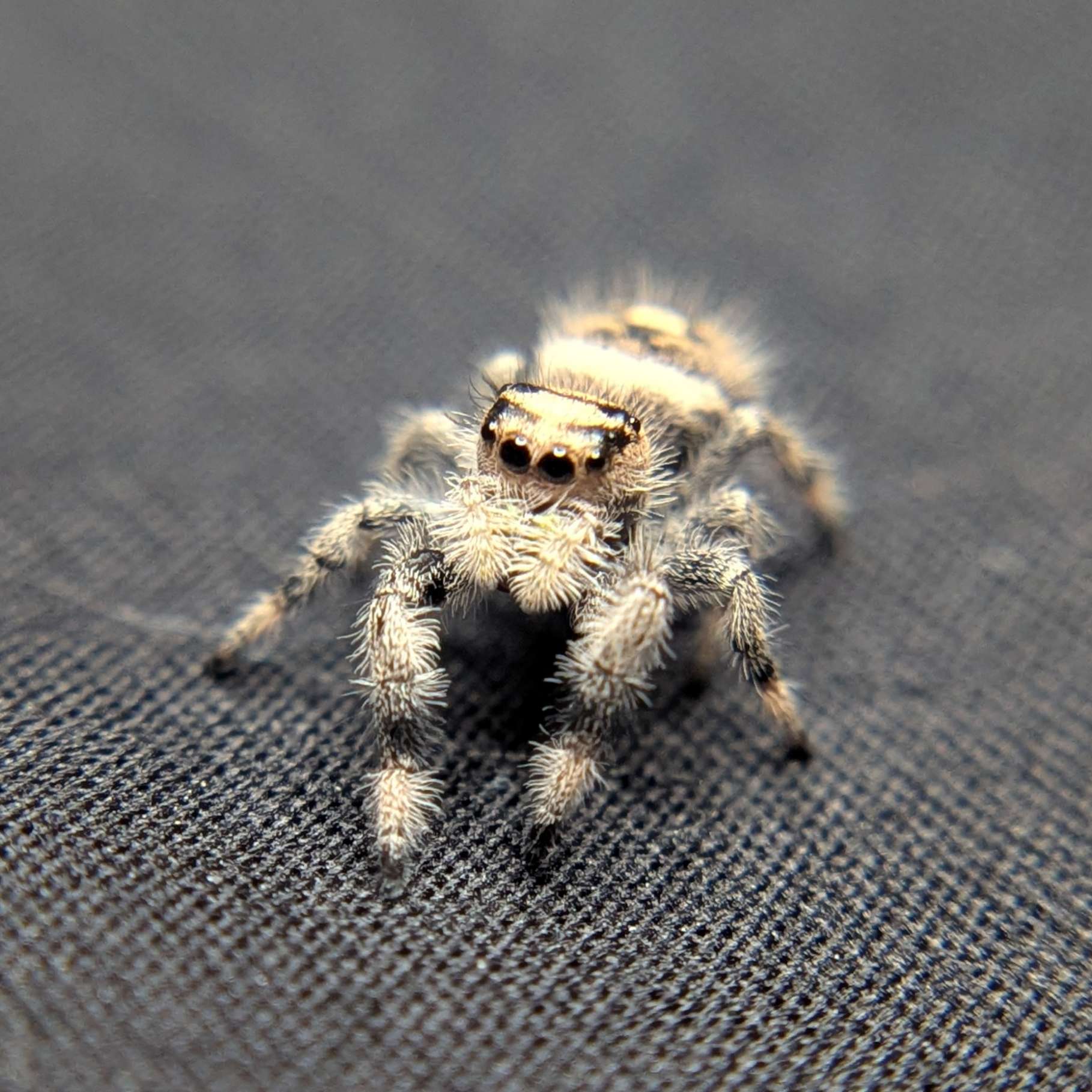 Regal Jumping Spider “Tater Tot”