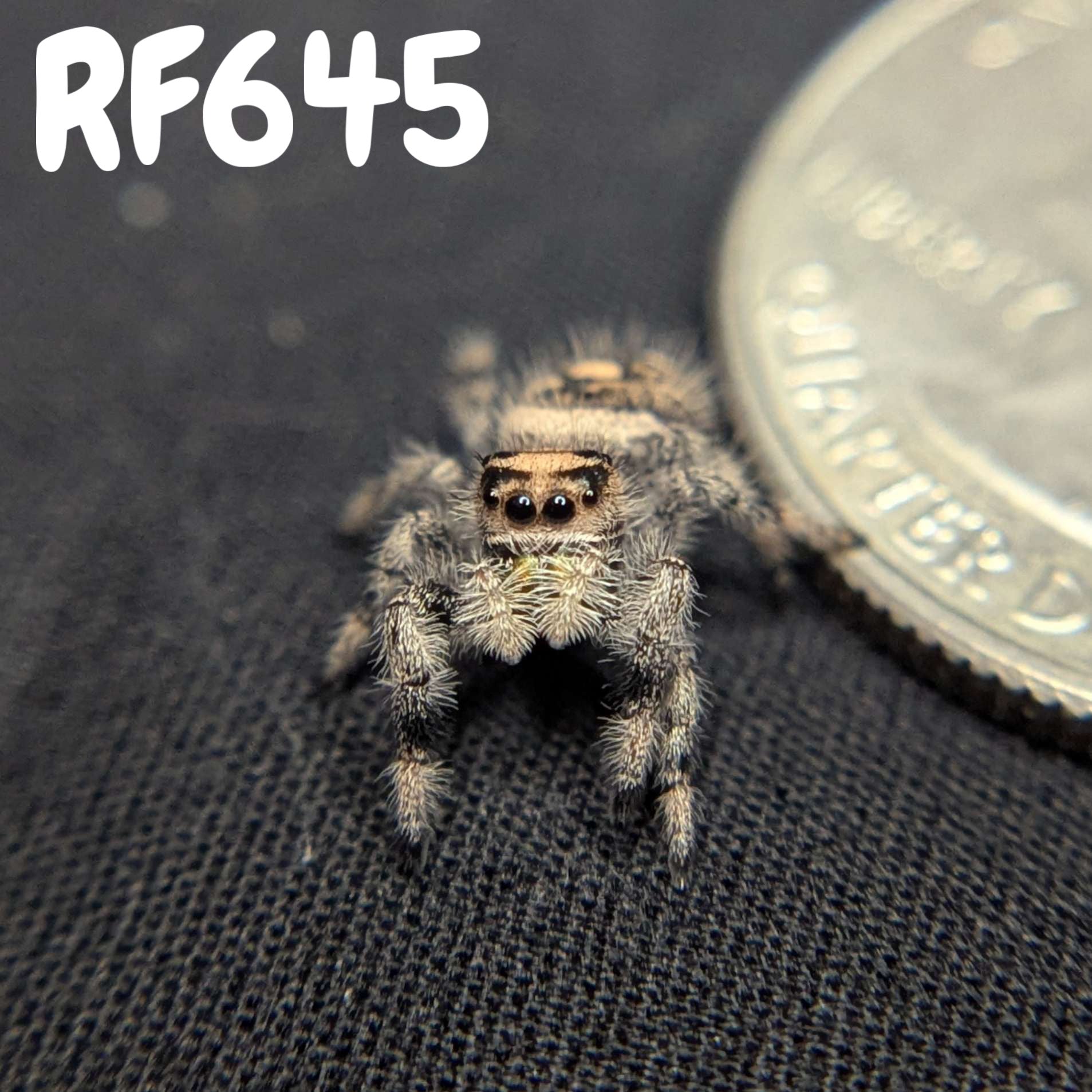 Regal Jumping Spider “Tater Tot”
